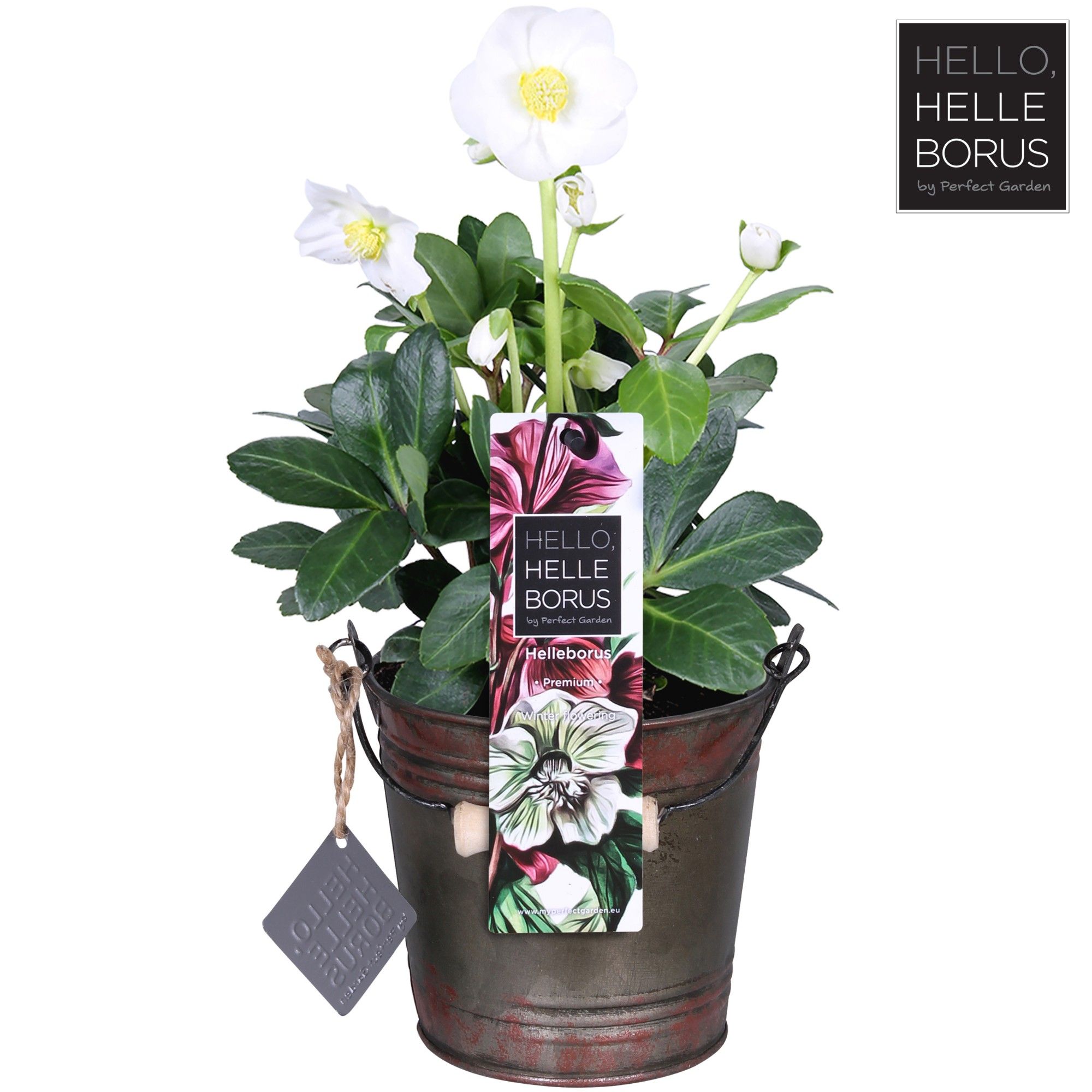 Helleborus niger 'Christmas Carol' P12 (Winter bucket), D 12 cm