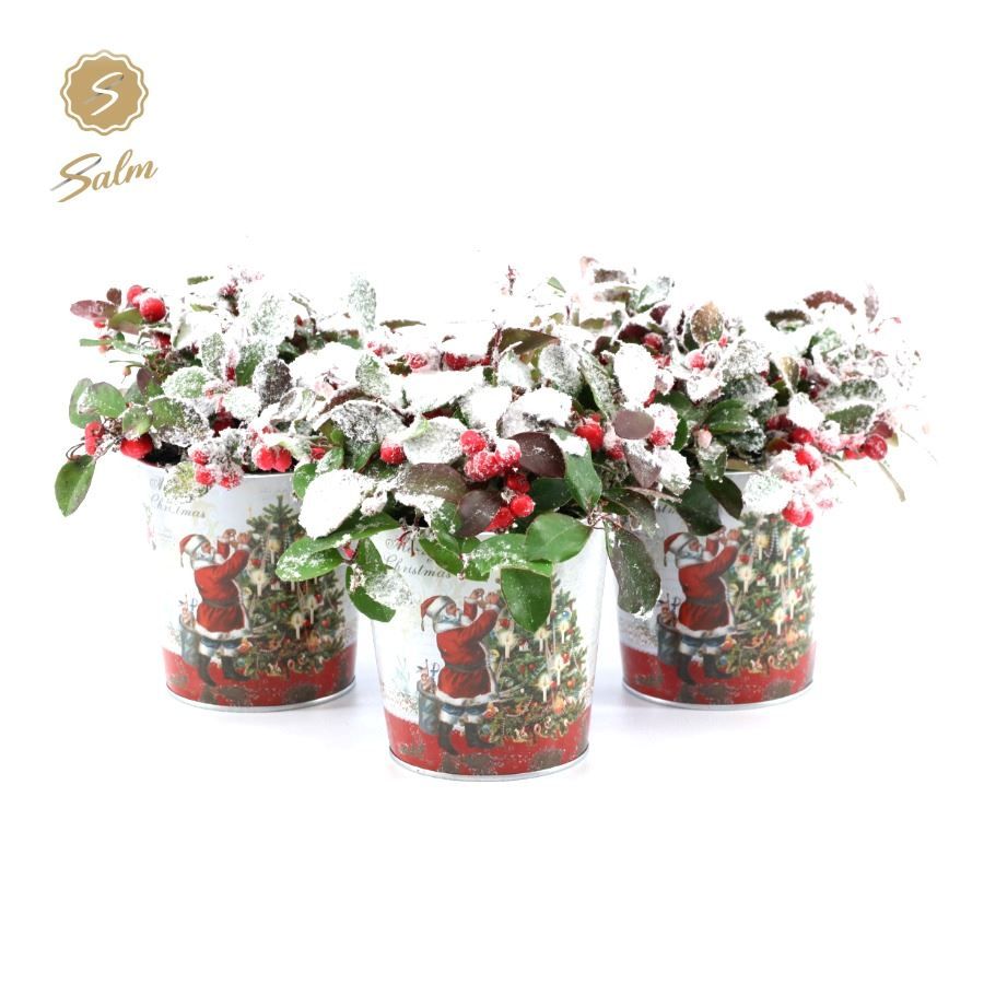 Gaultheria pr. 'Big Berry'® P10 in Zinc Santa + Snow, D 12 cm