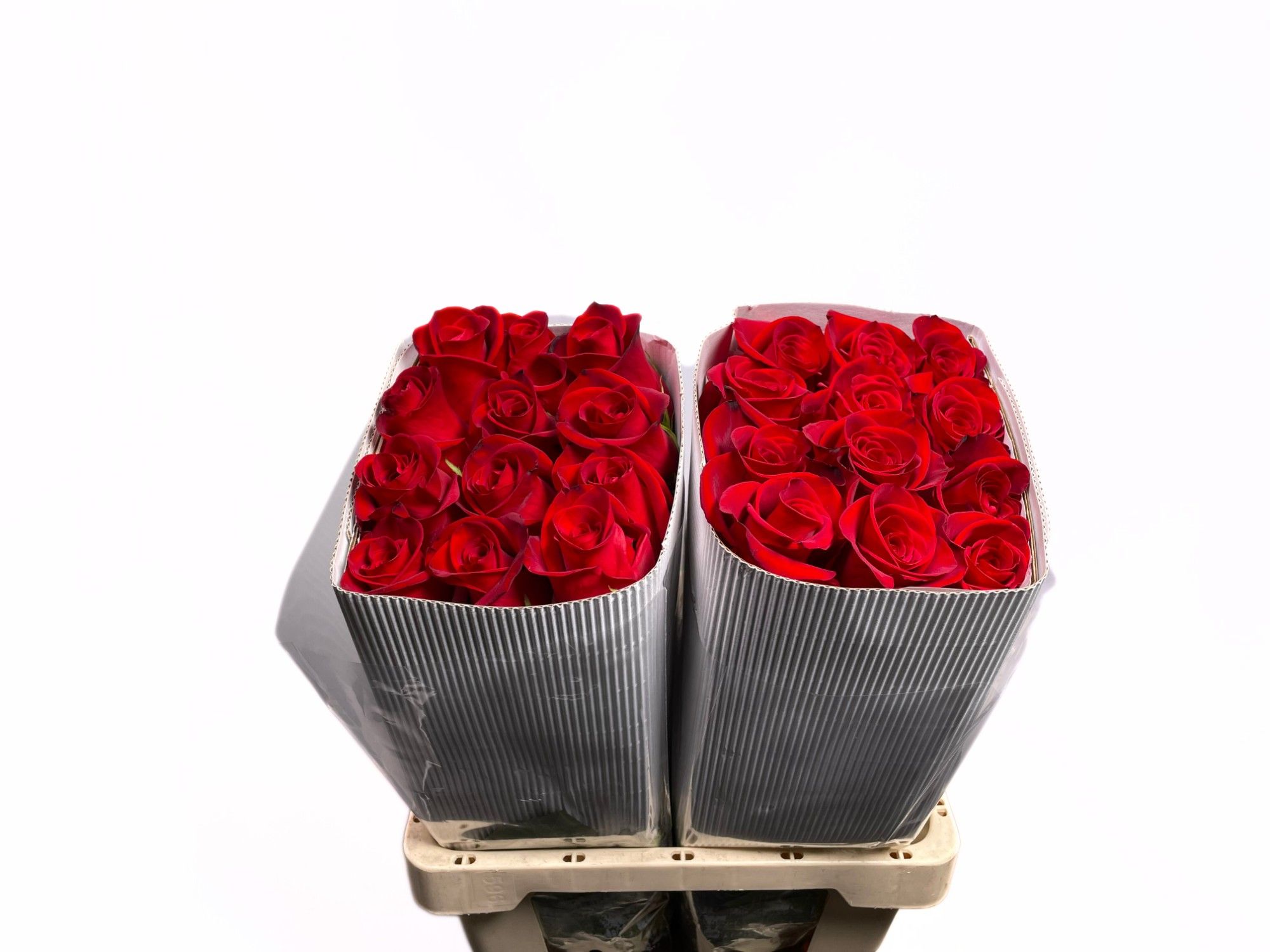 Роза од. Фридом 60, шт.