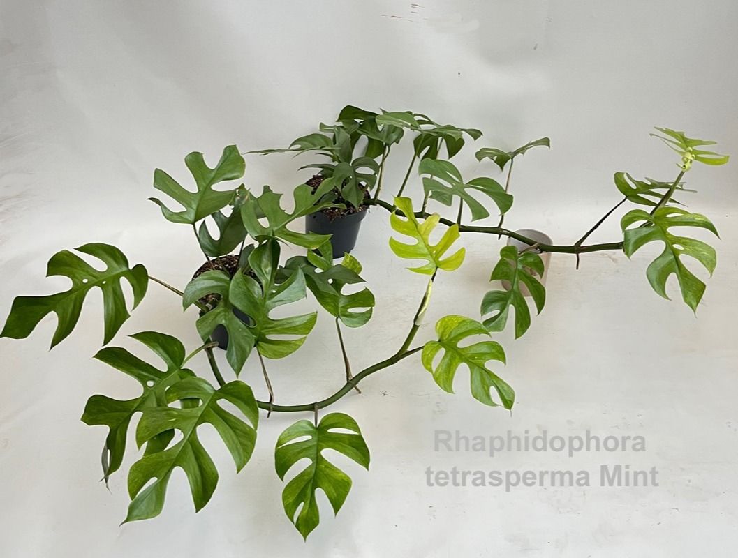 Rhaphidophora tetrasperma Mint 14cm [variegata], D 14