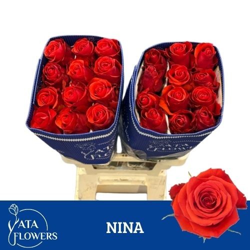 Роза од. Овериг 60, шт.