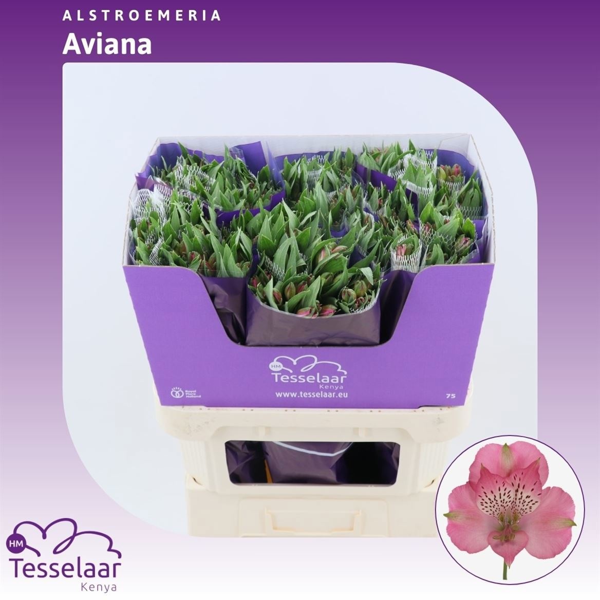 Альстромерия Авианна (светло-роз.), шт.