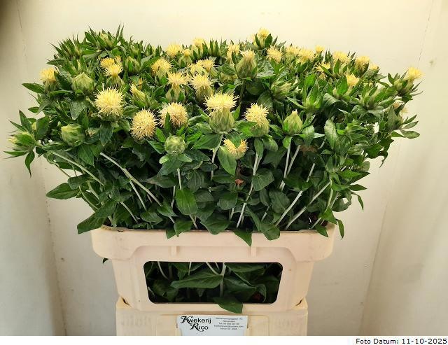 Картамус Тинкториус Овериг 80, шт. Картамус Тинкториус Овериг 80, шт.