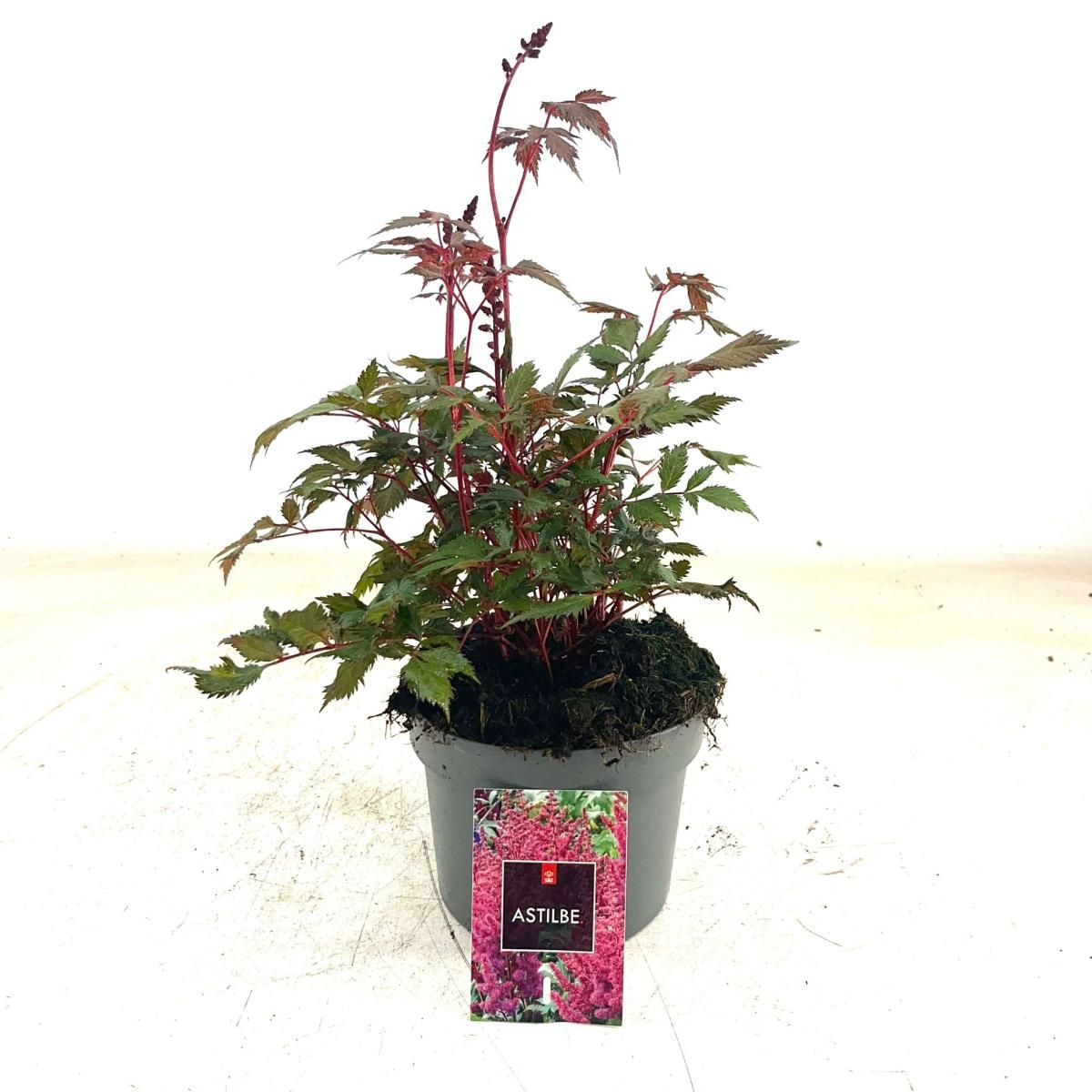 Astilbe (A) 'Red Shades', D 17 cm