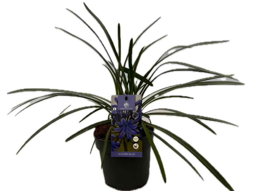 Agapanthus 'Scooby blue' P17 EVERGREEN, D 17