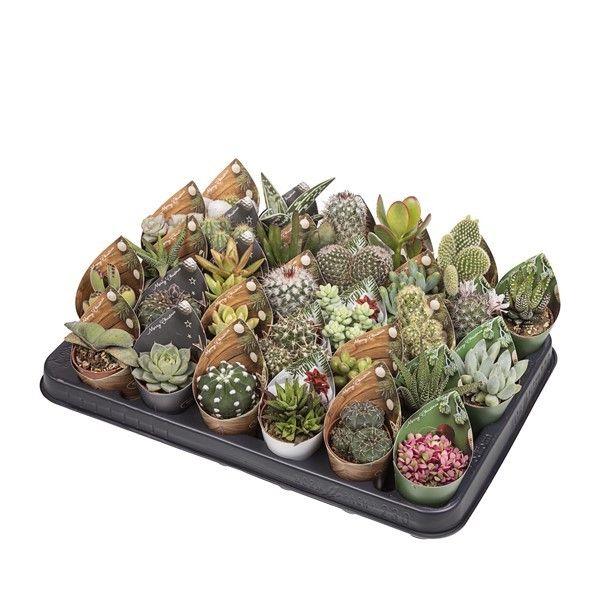 CACTUS AND SUCCULENT MIX Ø 5.5 WITH CHRISTMAS POTCOVER - TRAY 30 PCS (CACTUS EN SUCCULENTEN), D 5,5