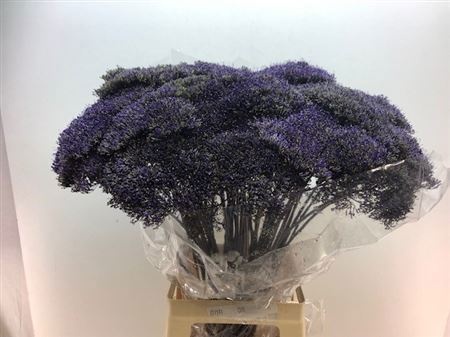 Трахелиум Лэйк Супериор 75, шт.