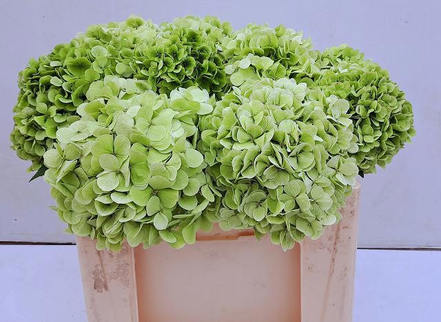 Гортензия Ивоор Классик 55, шт.