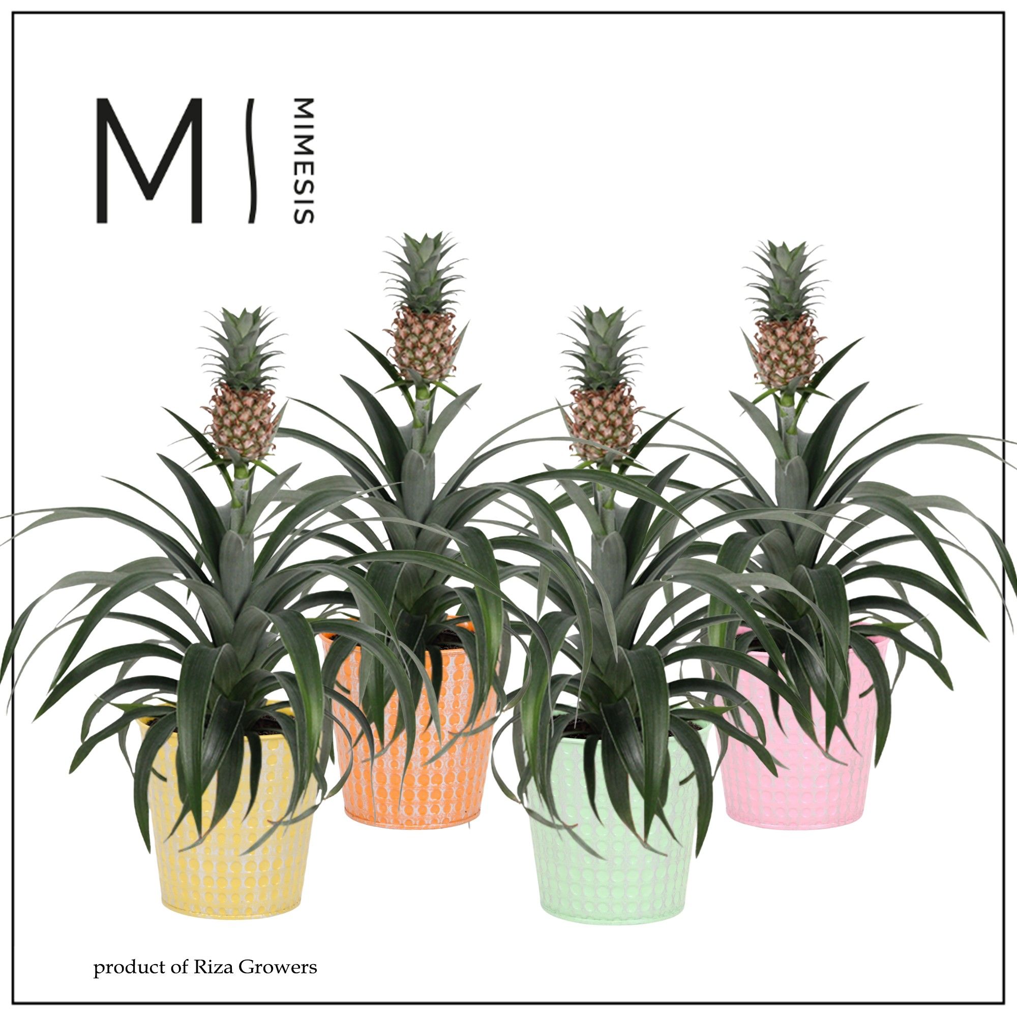 Ananas Mi Amigo Cupcake - 13cm in Orlando | Mimesis, D 12