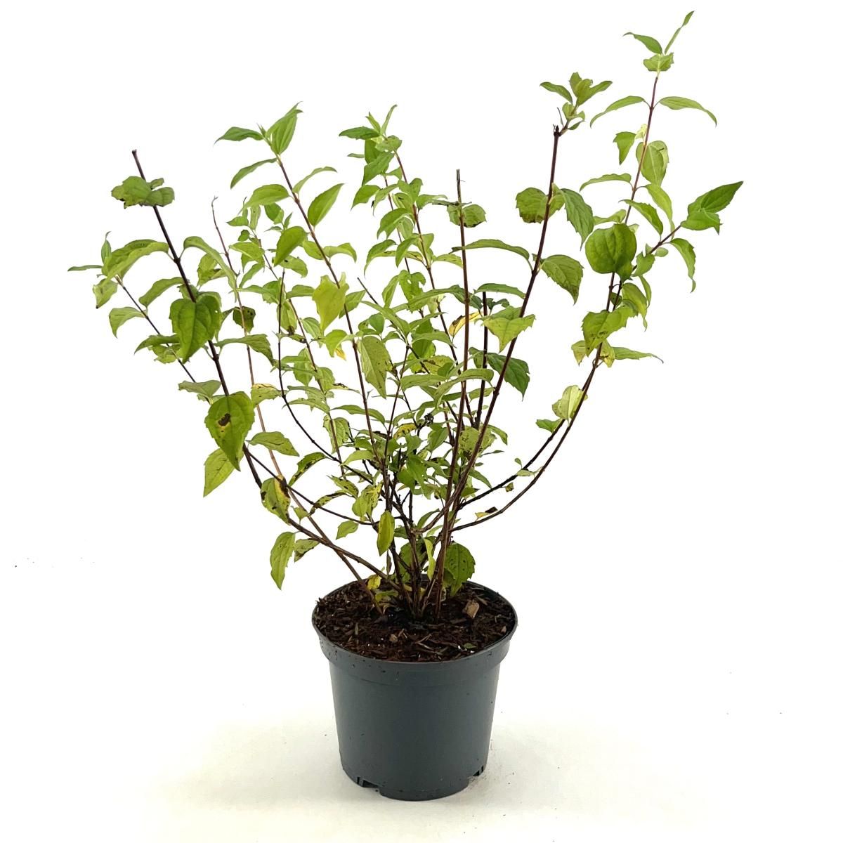 Philadelphus 'Belle Etoile', D 19