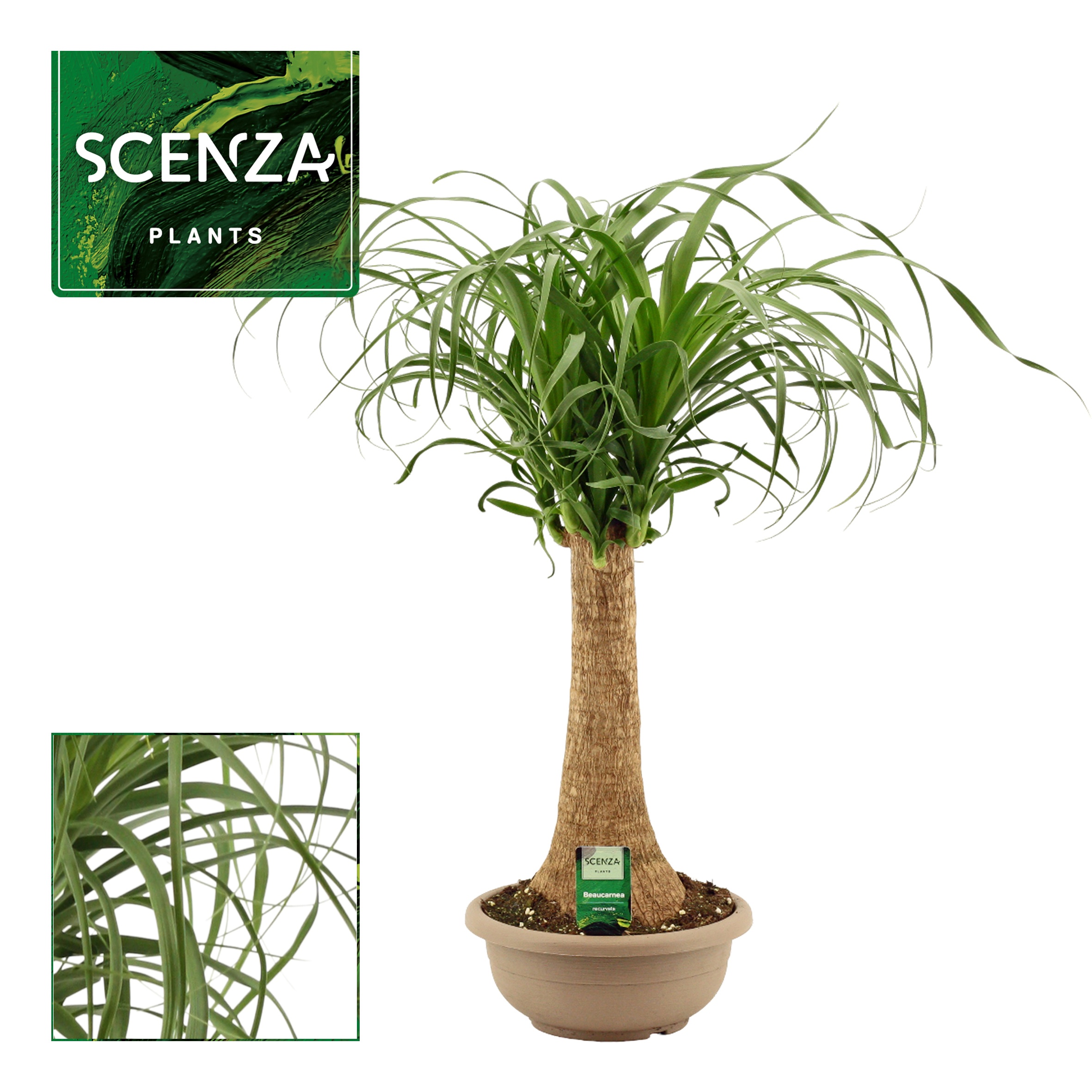 Beaucarnea recht 25 cm compact in schaal (Scenza), D 25