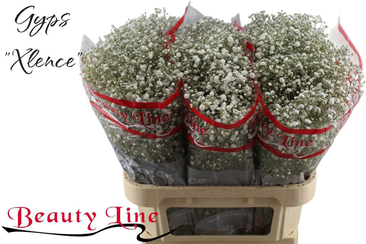 Гипсофила Экселенс 80, шт.