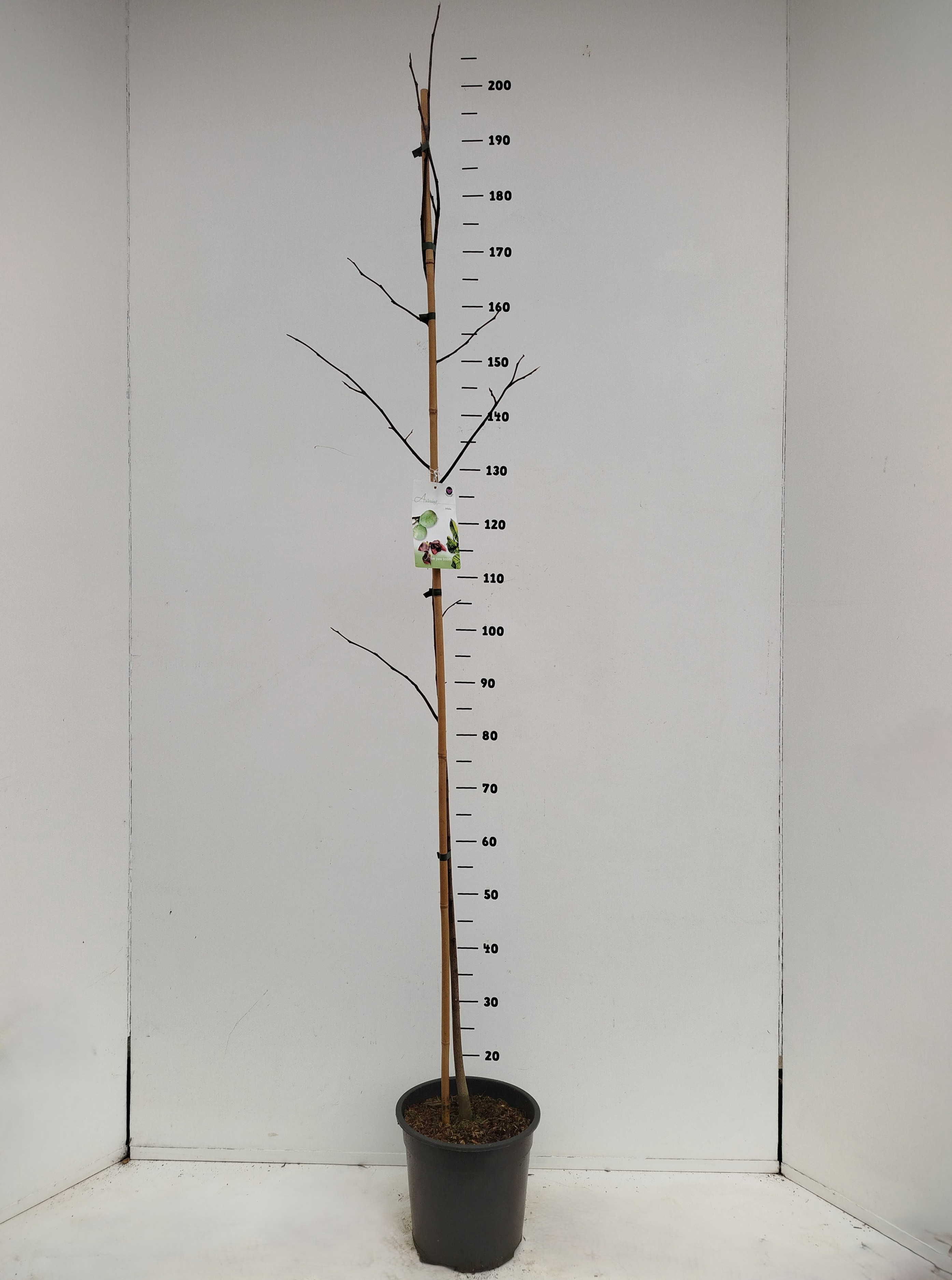 Asimina triloba, D 24