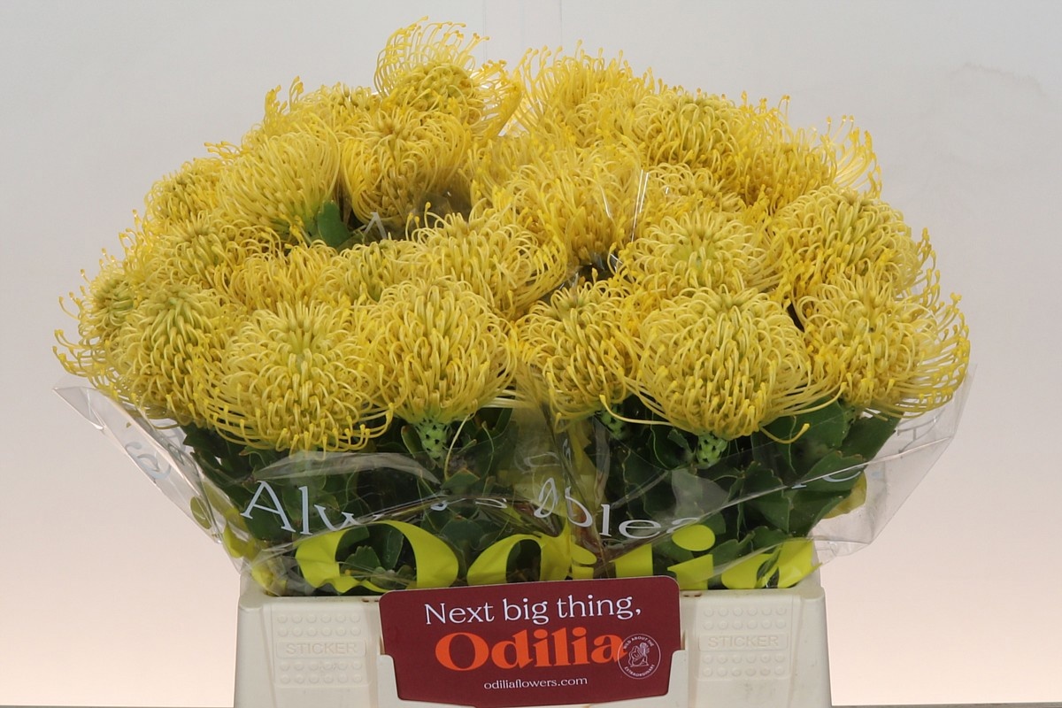 Нутанс Хай Голд 40, шт.