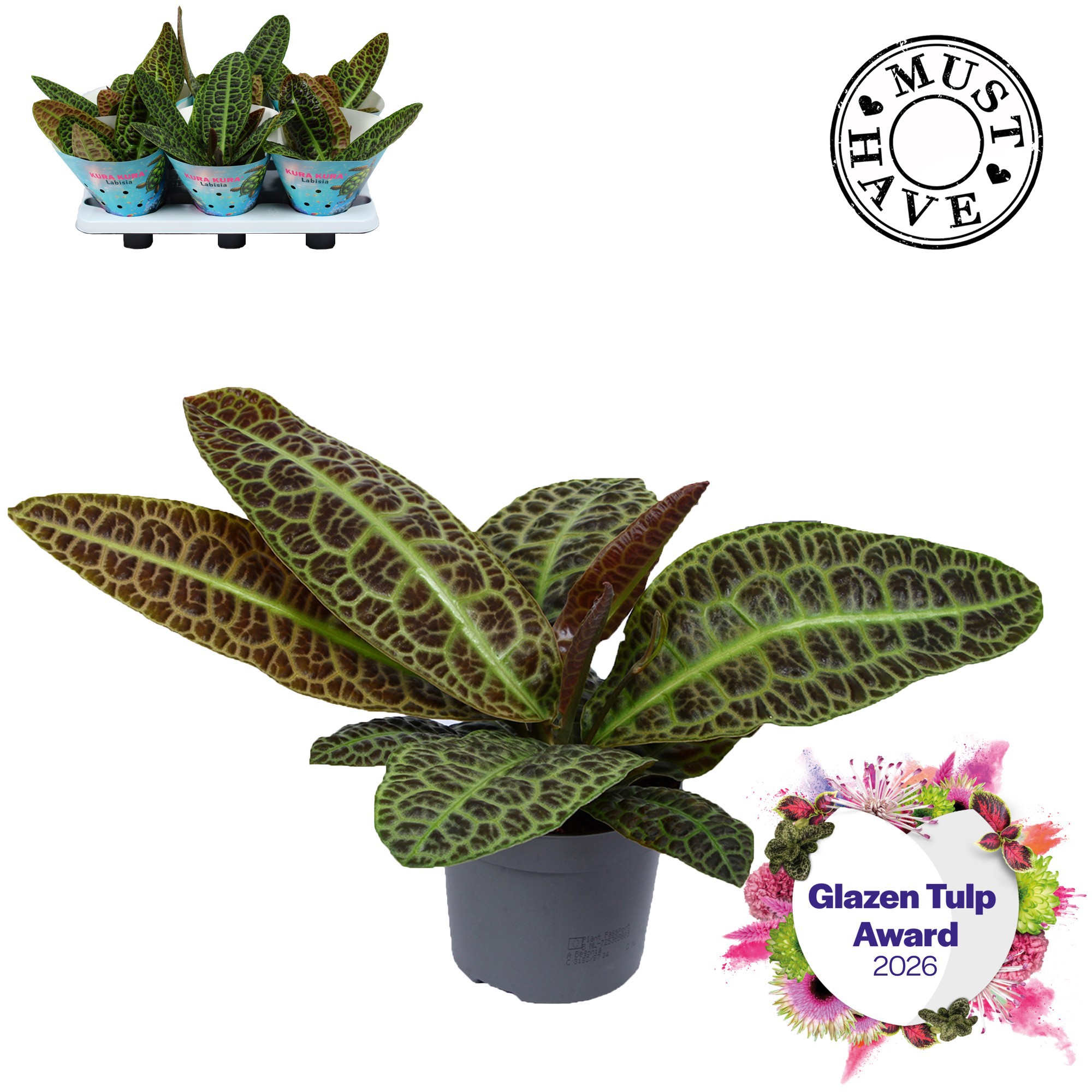 Labisia Obtusifolia Kura Kura MUST HAVE, D 13