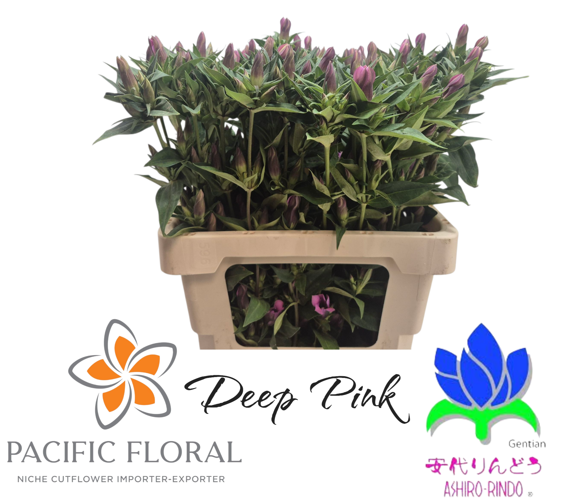 Гентиана Дарк Пинк Аширо 60, шт.