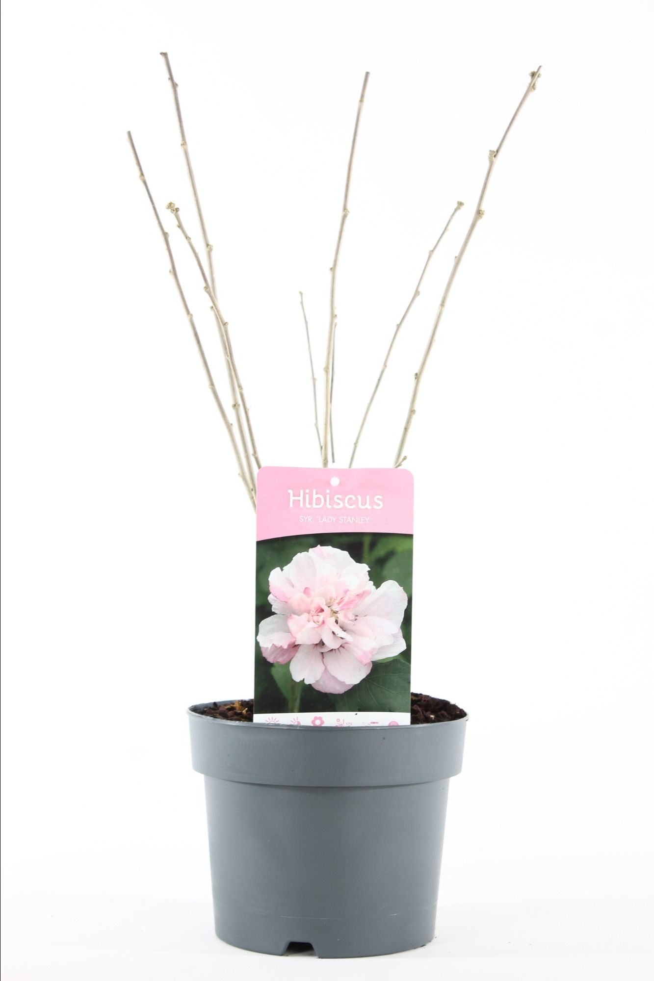Hibiscus syr. 'Lady Stanley' P19/C3, D 19