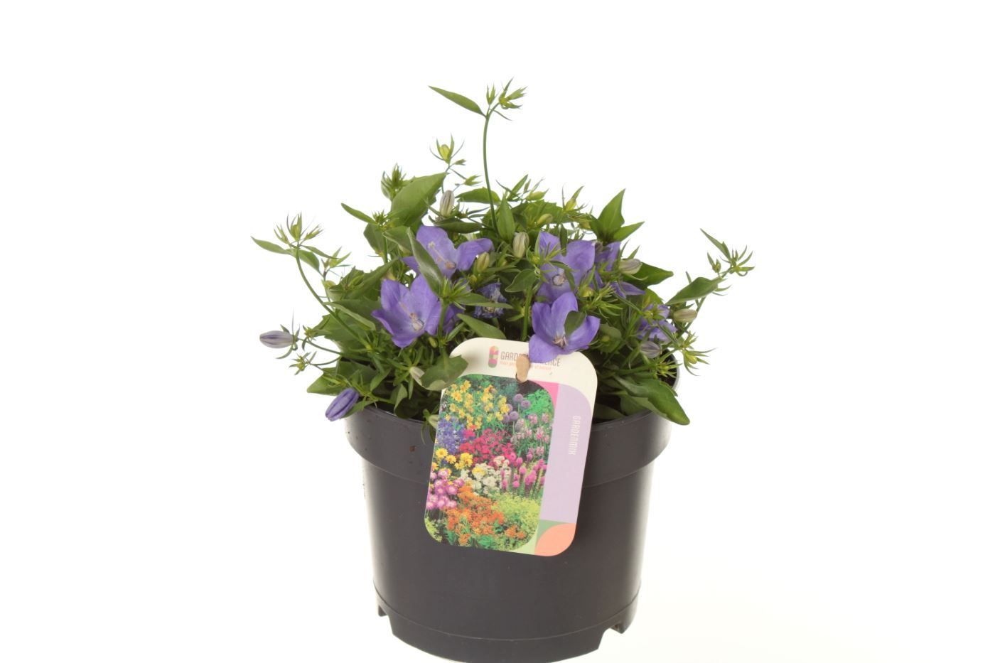 Campanula carpatica Blaue Clips, D 17