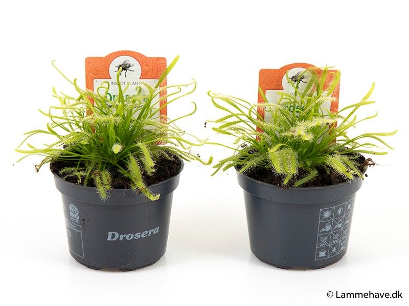 DROSERA CAPENSIS 'ALBA', D 9