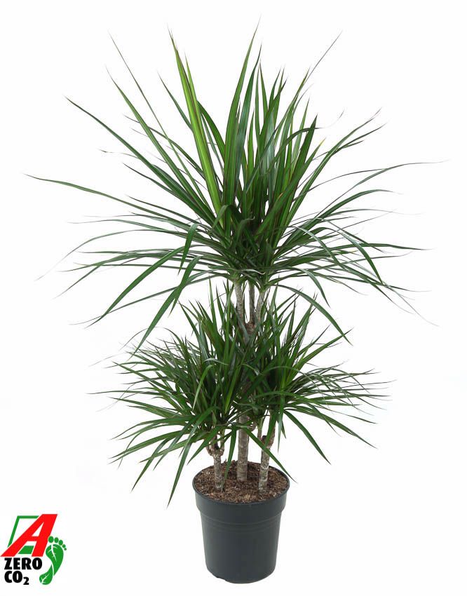 Dracaena Marginata 45-carrousel, D 21