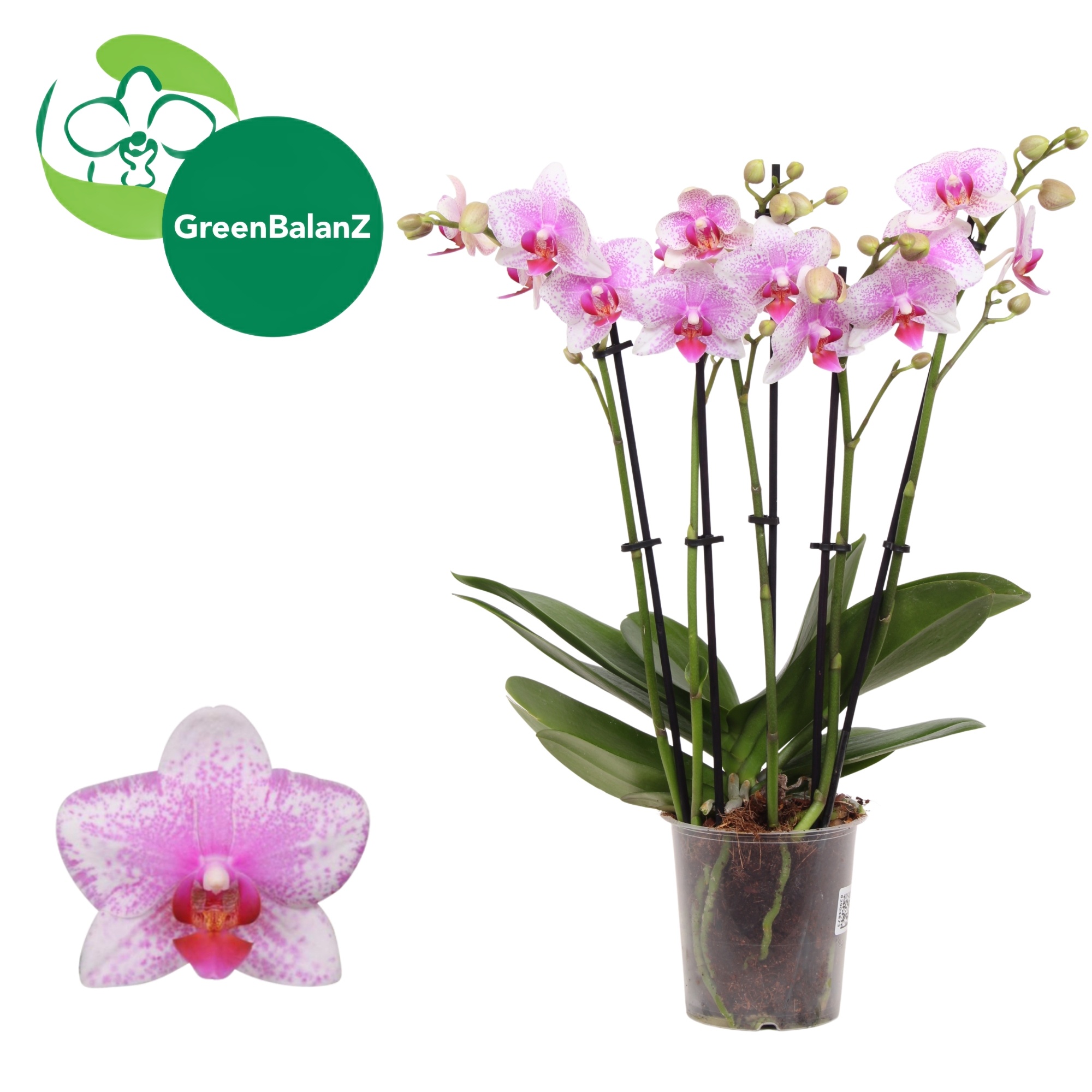 DesignZ - Rotterdam 5 tak, D 12