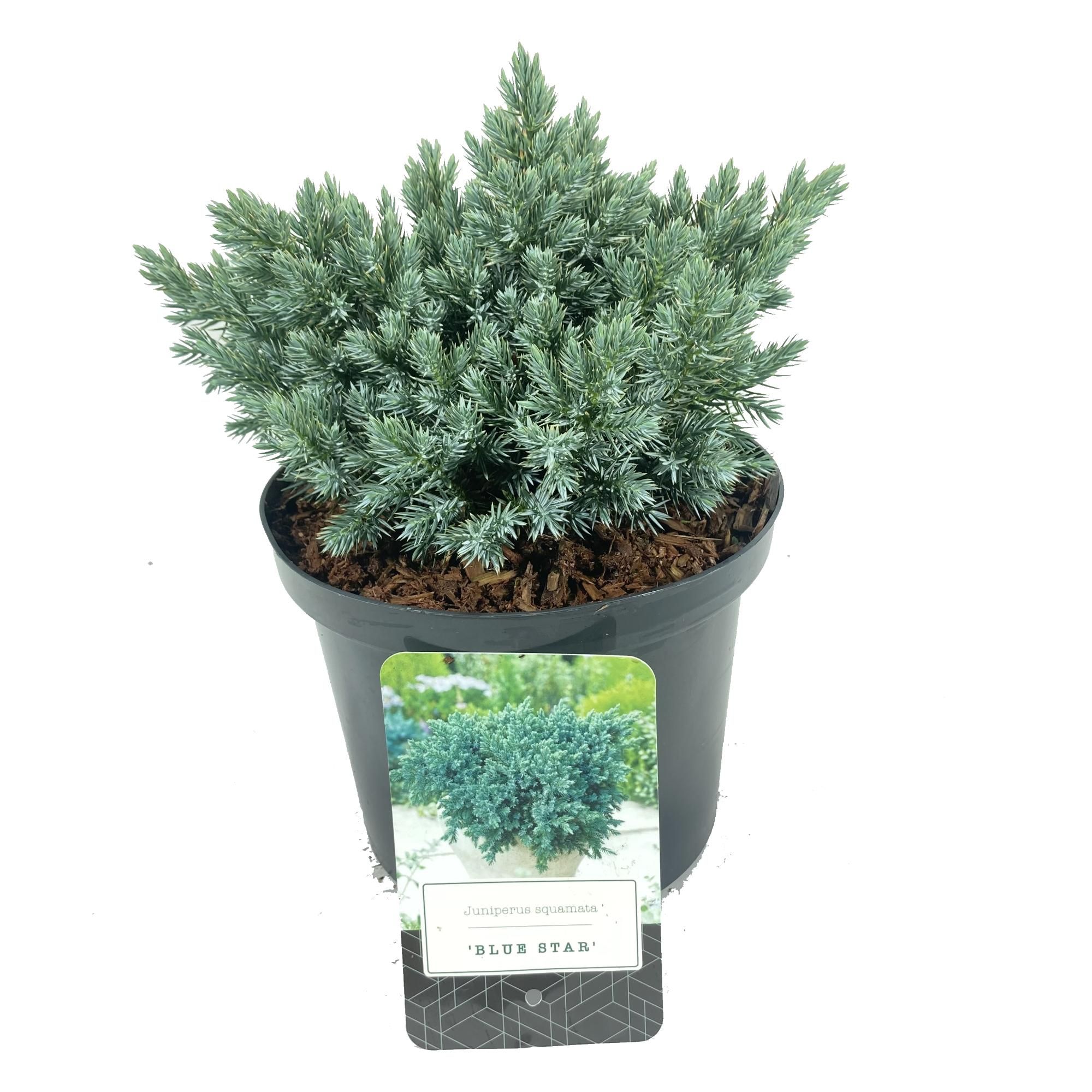 Juniperus squamata 'Blue Star', D 18