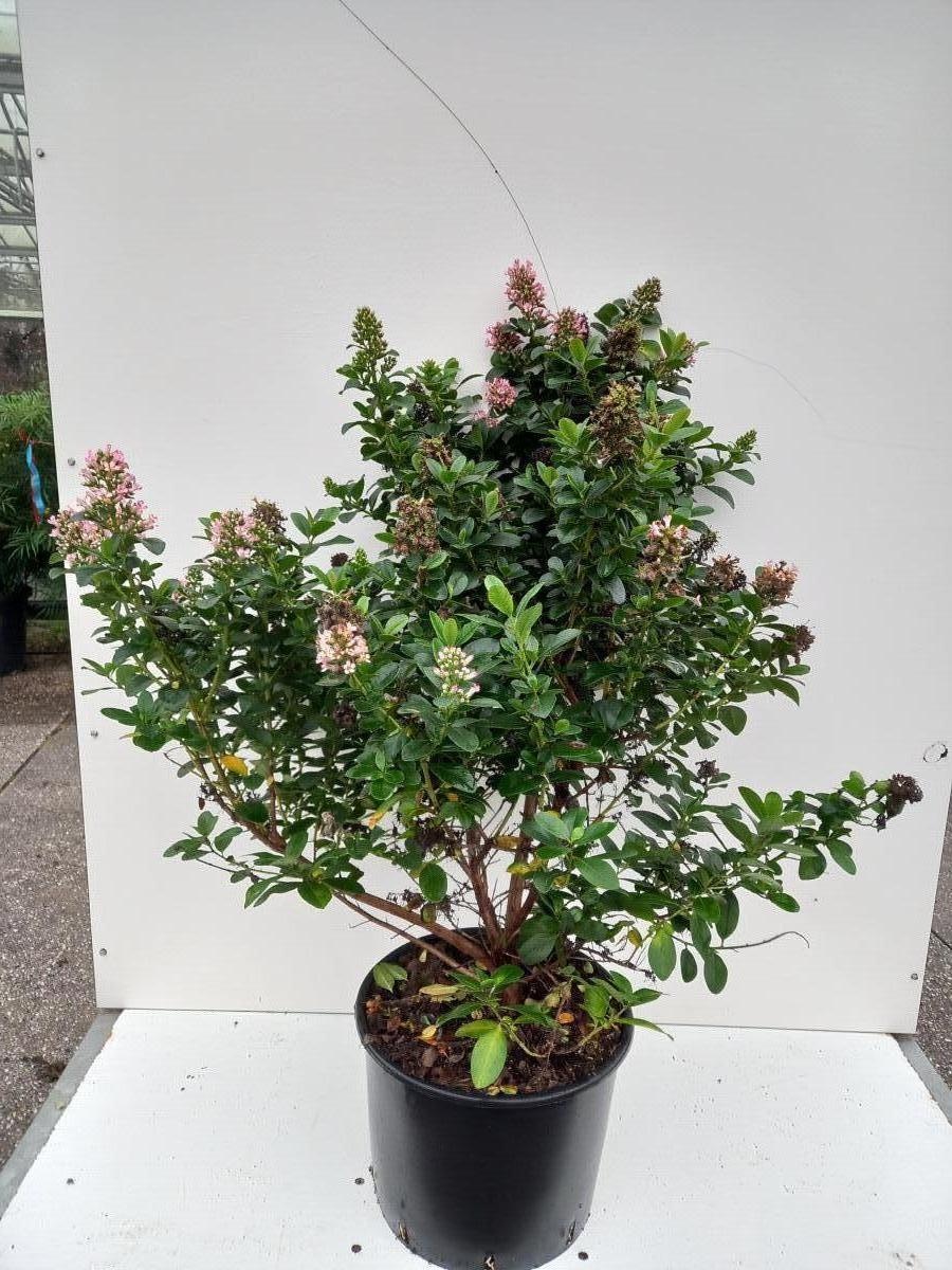 Escallonia laevis Pink Elle, D 40