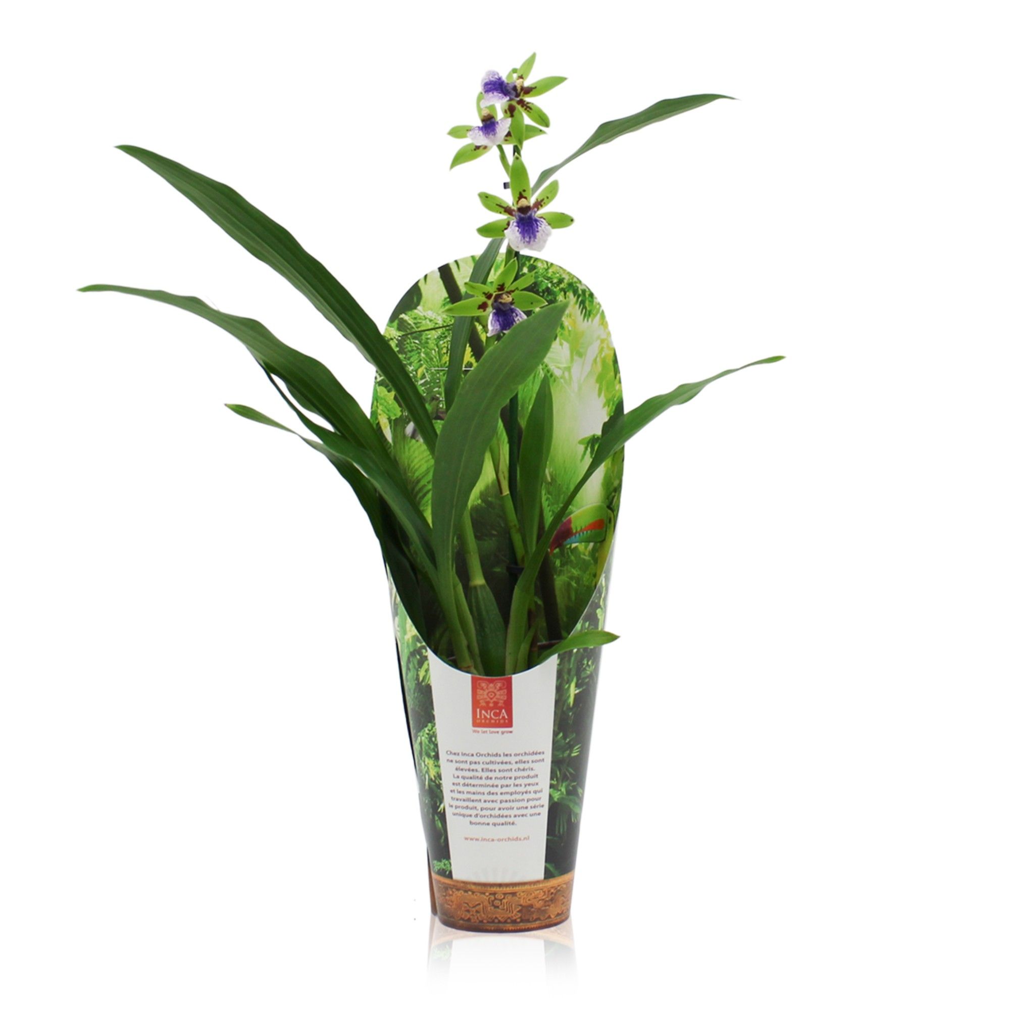 Inca Zygopetalum Impasto Green 1 spike 9cm in luxury jungle cover, D 9 cm