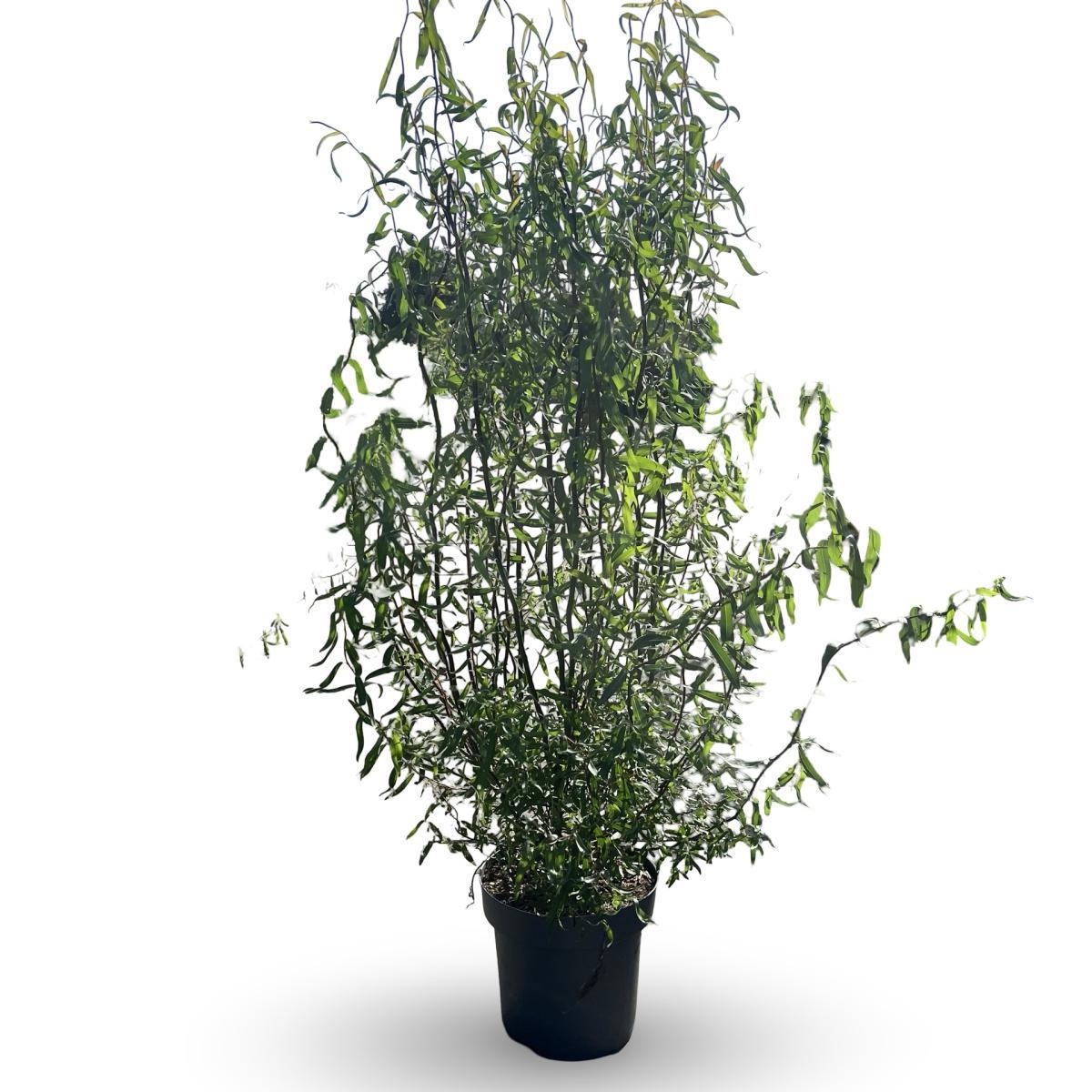Salix babylonica 'Tortuosa', D 32 cm