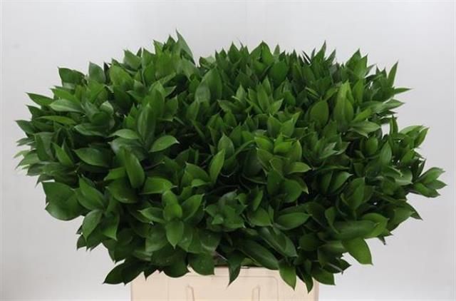 Рускус Израильский 70 (зел.), шт.