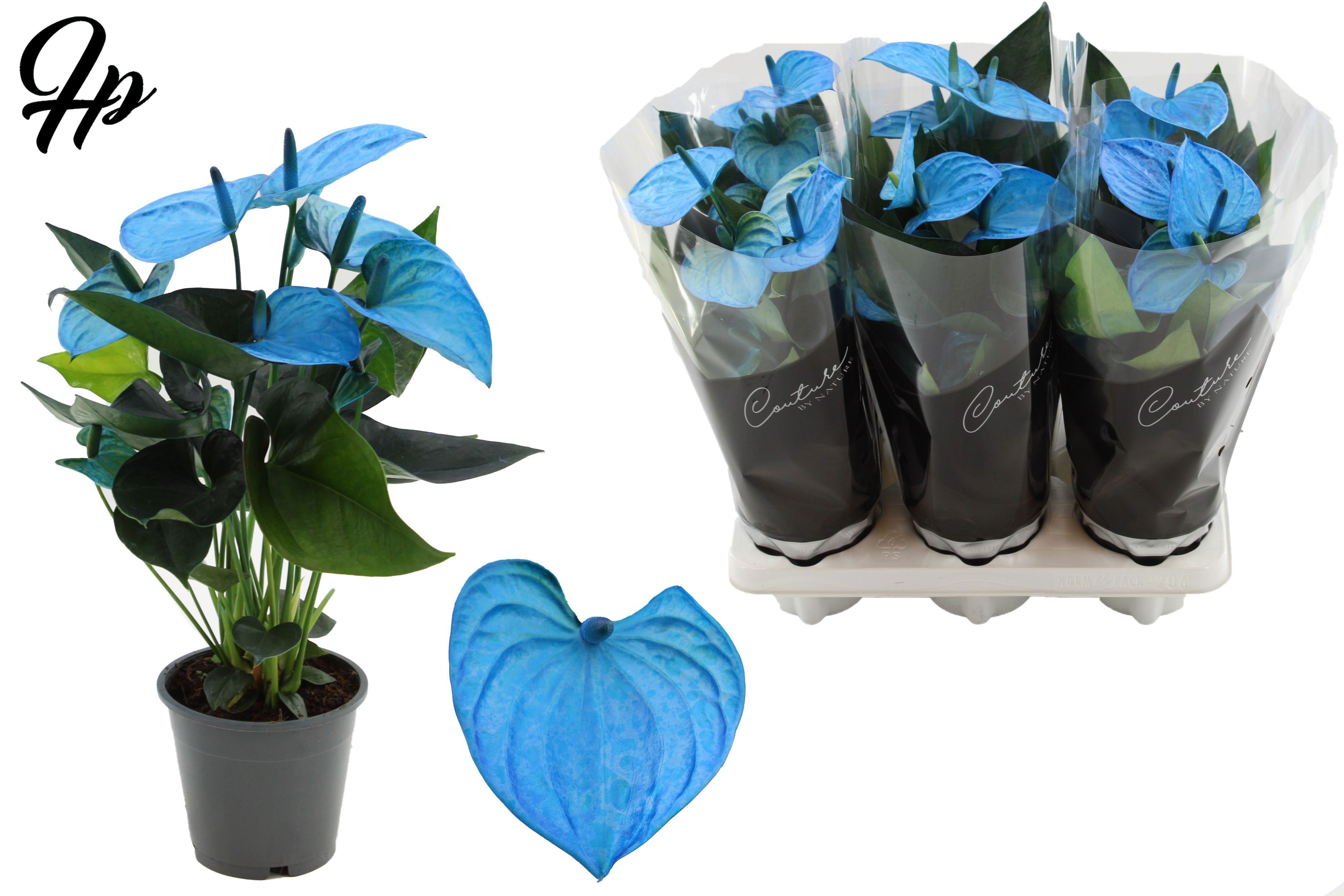 Anthurium 12 cm Make-Upz blue - in Couture Sleeve Black, D 12