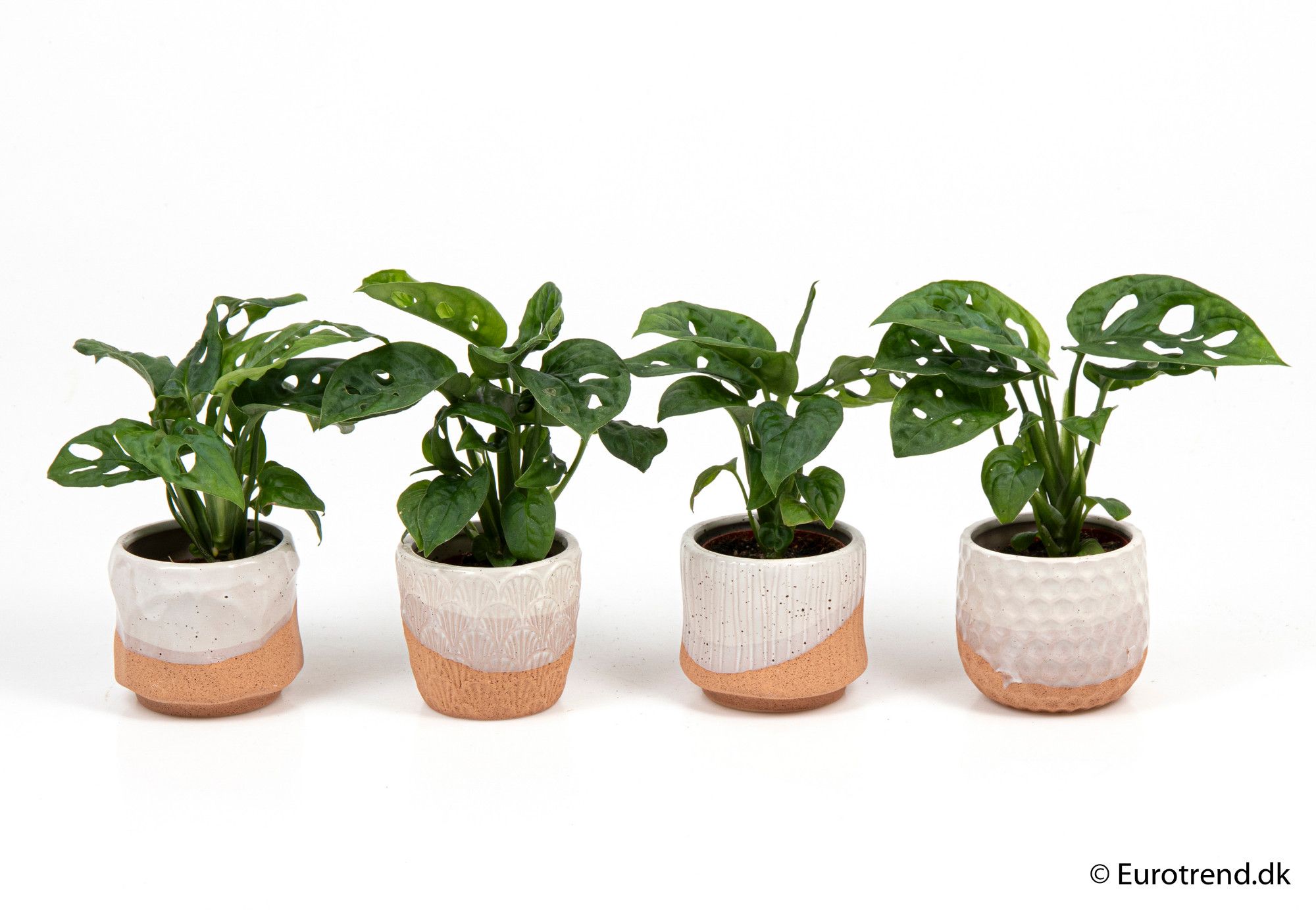 Philodendron adansonii mix in ceramic - New Look 2025, D 6