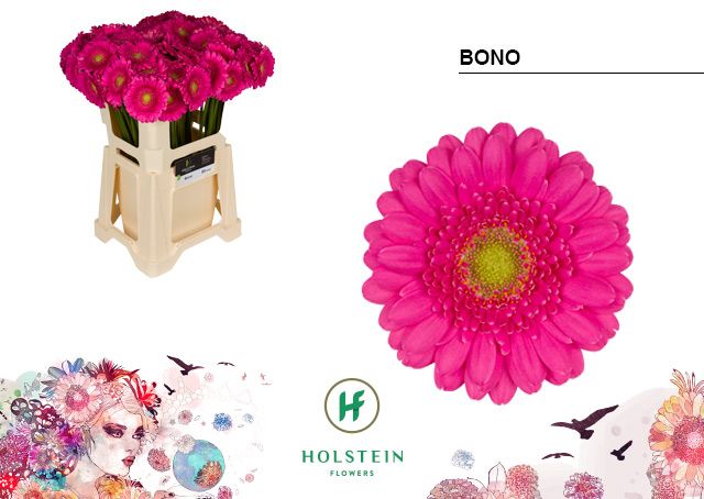 Гермини Боно, шт.