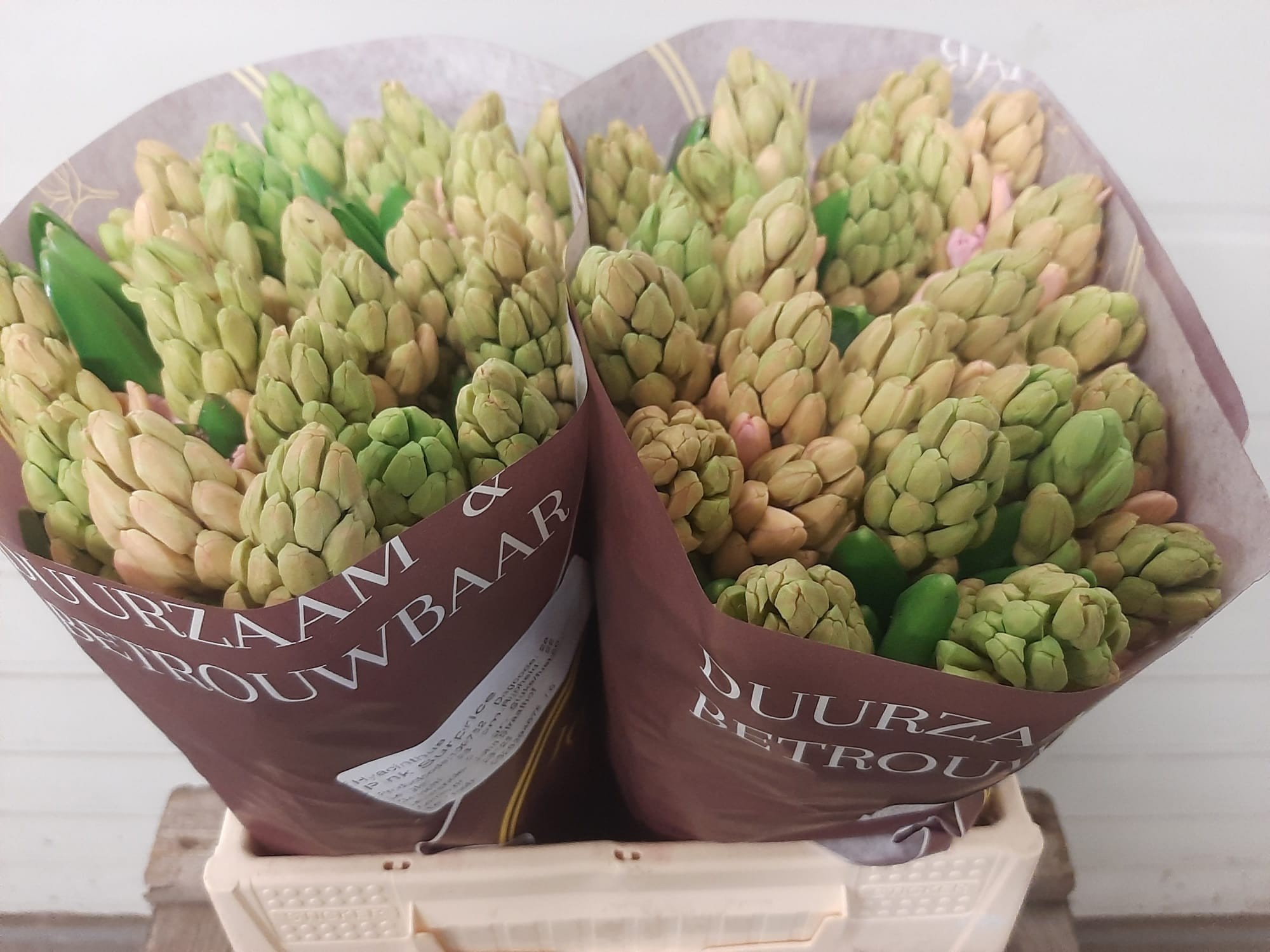 Гиацинт Пинк Сюрпрайз, шт.