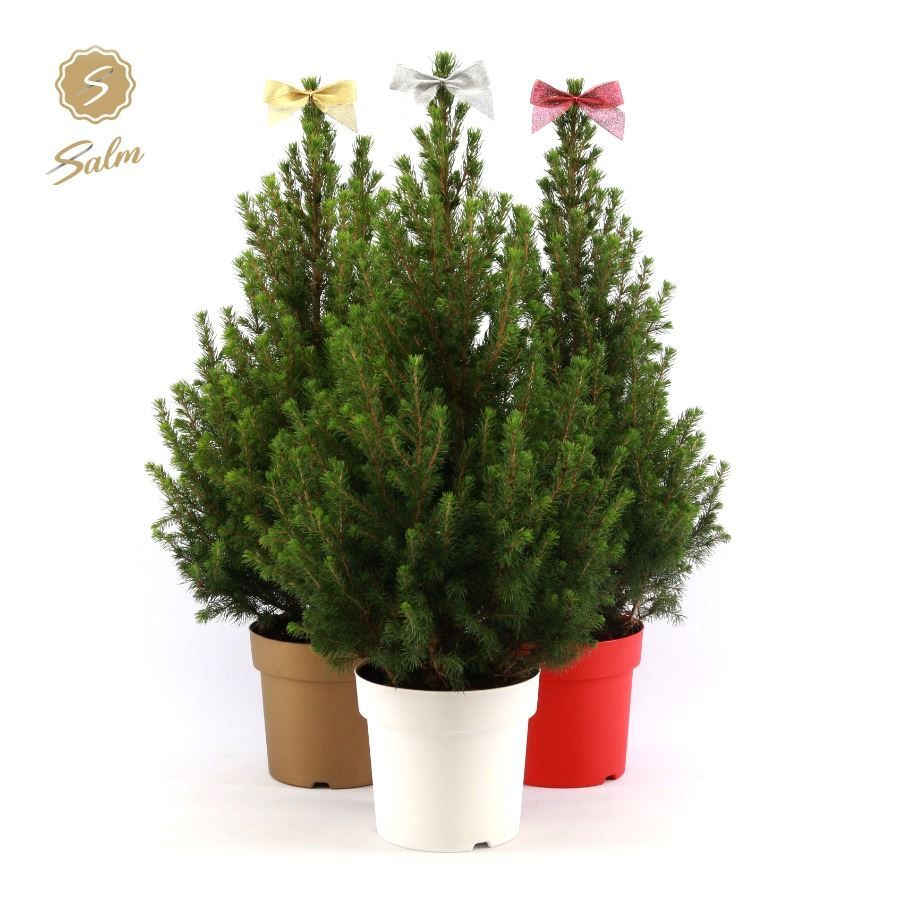 Picea gl. 'December'® P19 50/60 in Pot Colour + Bow Mix, D 19 cm
