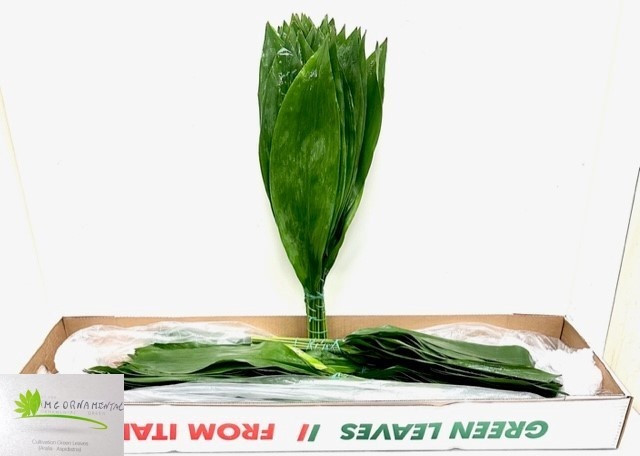 Аспидистра Элатиор 60 (зел.), шт.