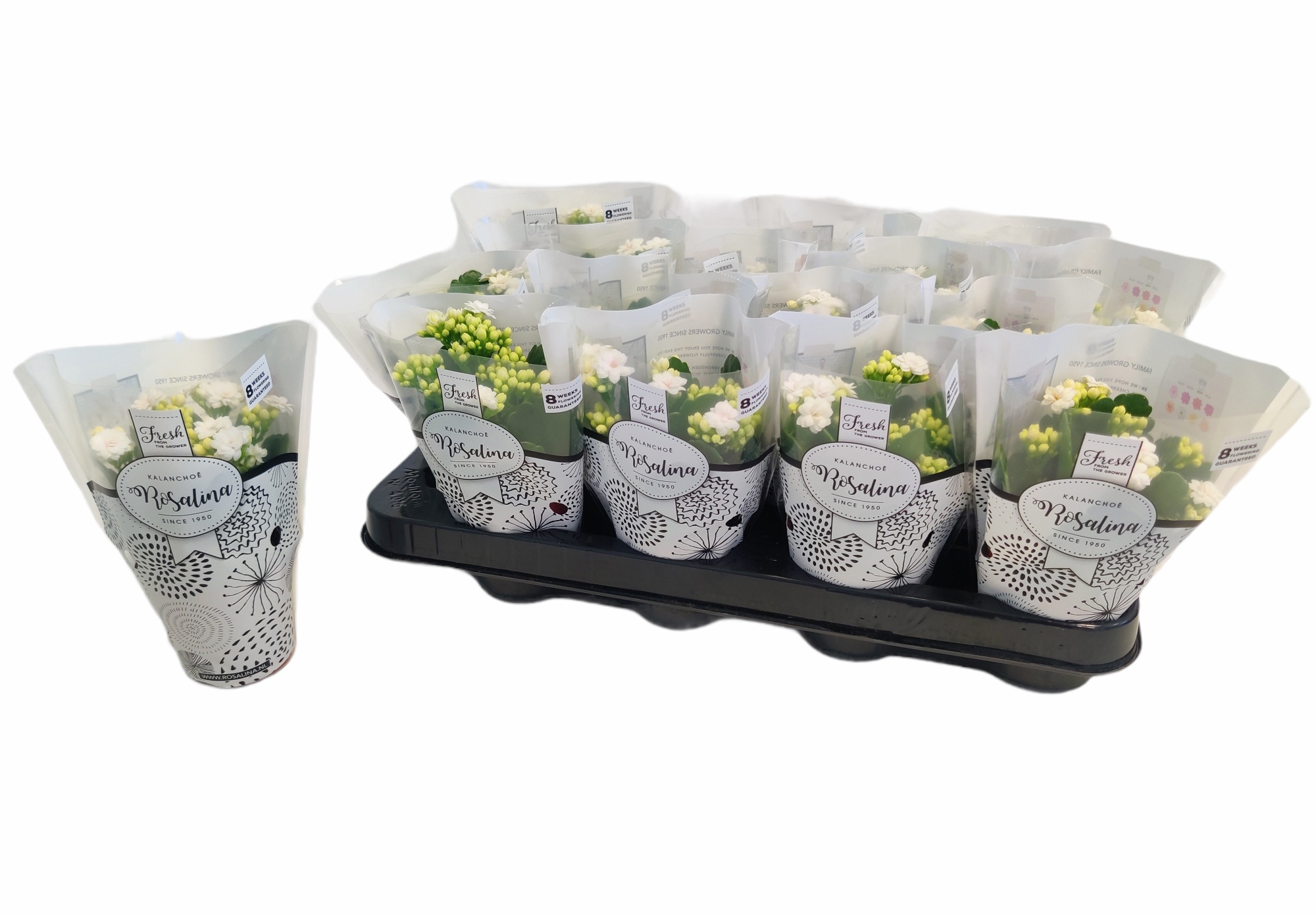 Kalanchoe Rosalina 07cm TST Don Dione, Witte hoes, D 7