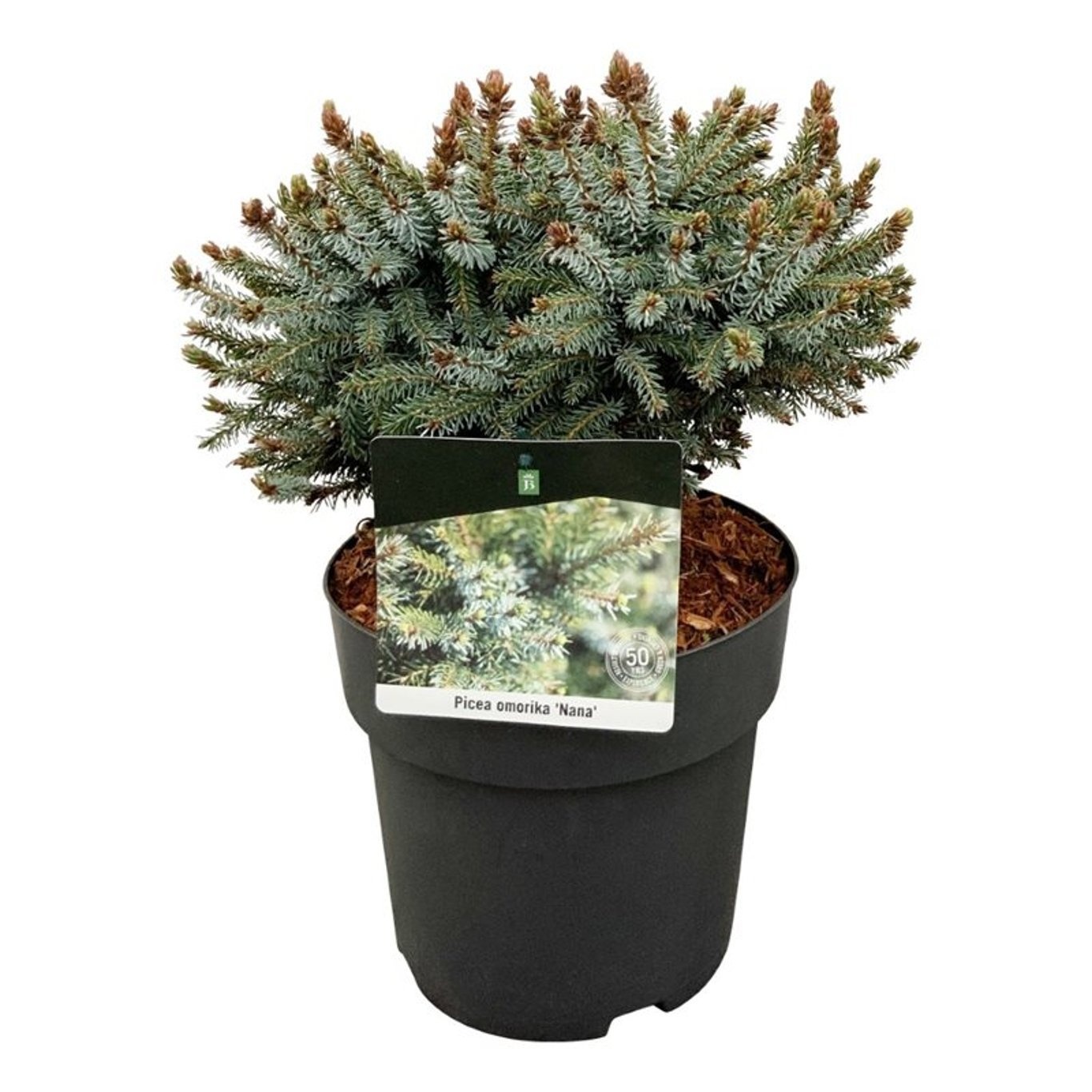 Picea omorika 'Nana', D 21