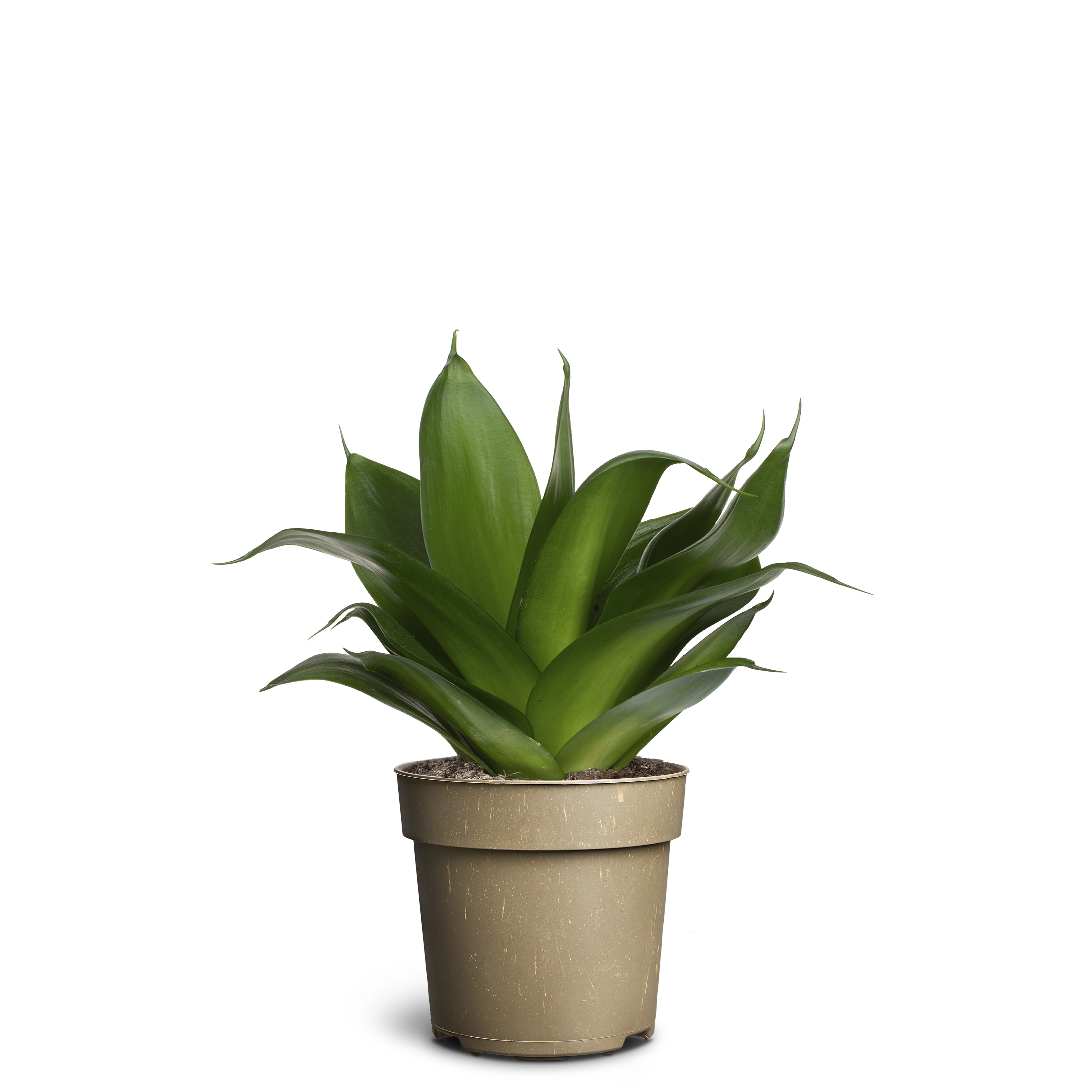 Sansevieria ´Hahnii Black´, D 11