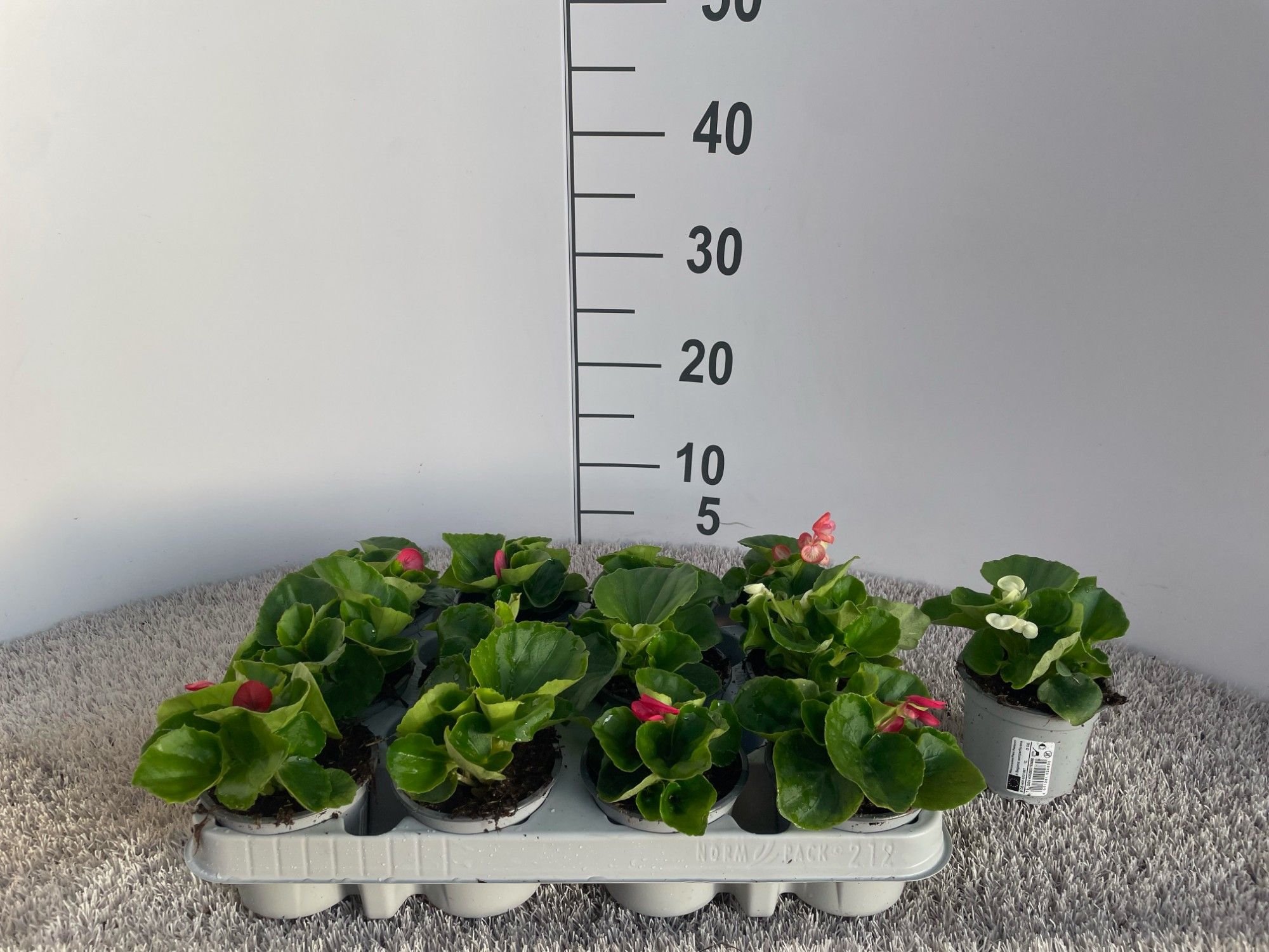 Begonia semperflorens 'Juwel', groenbladig, verschillende kleuren, D 9