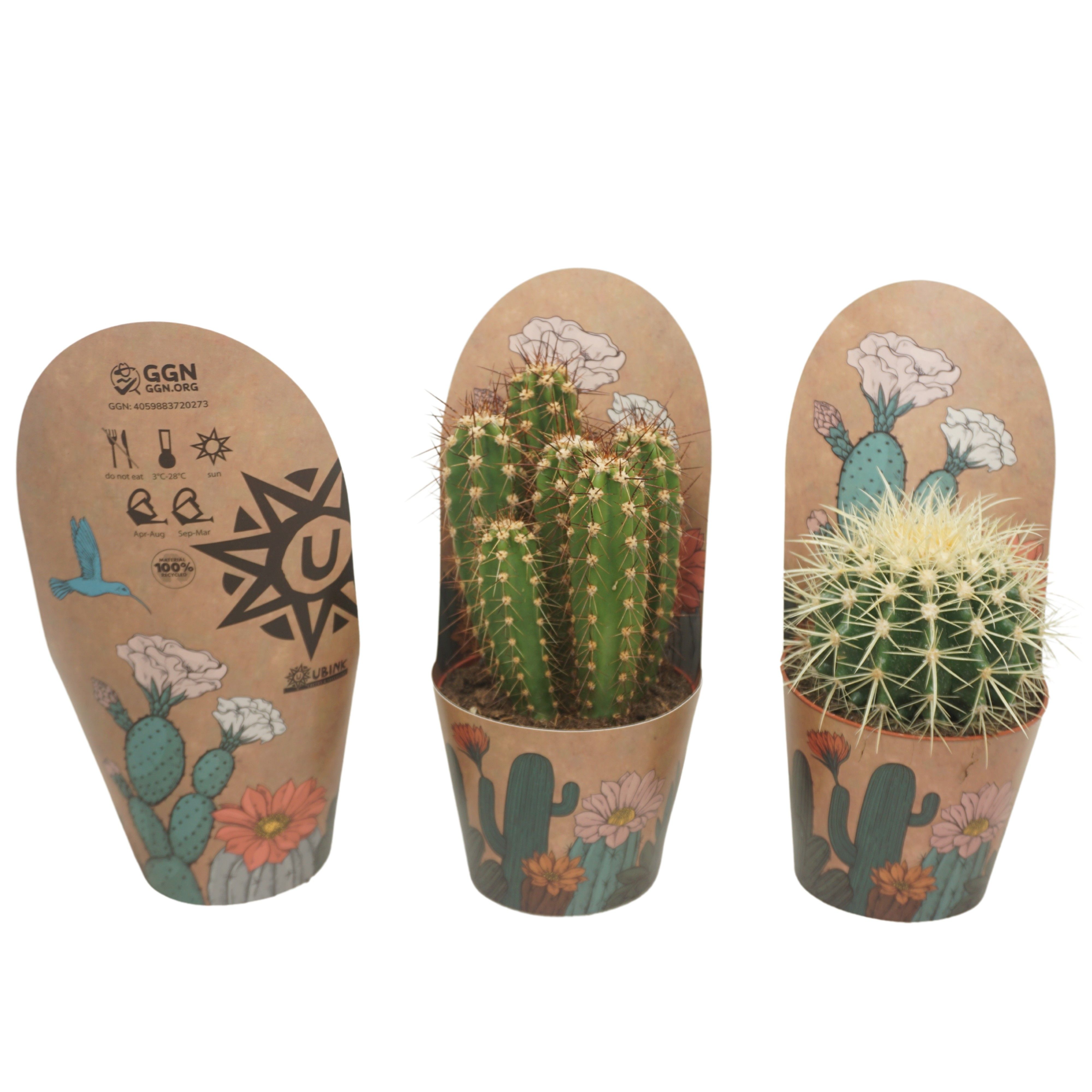 Cactus mix 12 cm in Ubink potcover, D 12