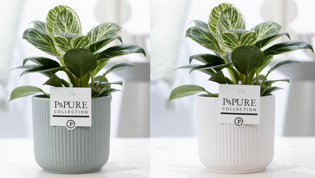 Philodendron White Wave in P&PURE Sophie ceramics ass.2, D 12 cm