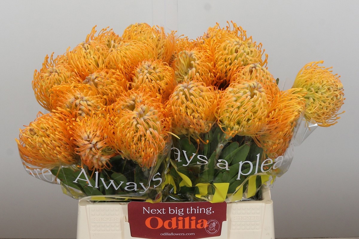 Нутанс Елена 40, шт.