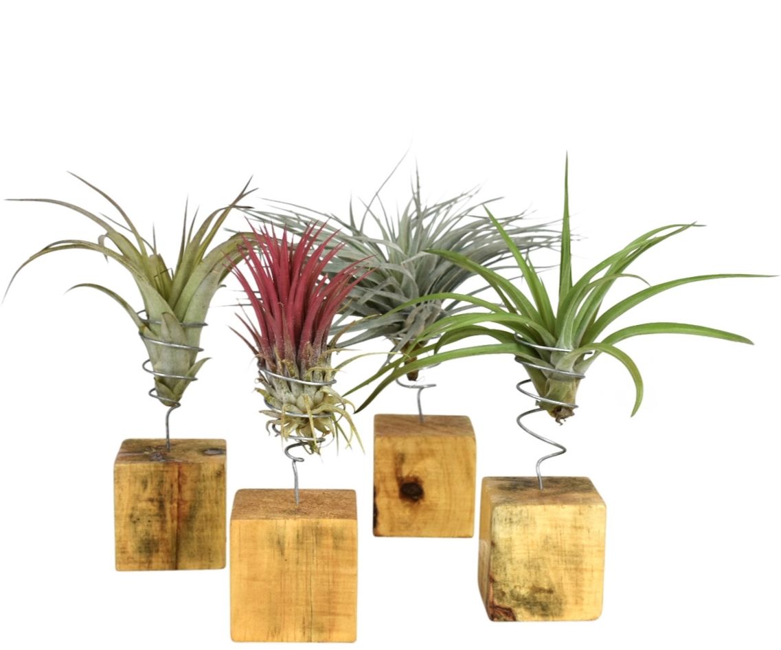 tillandsia houtblok large, D 7