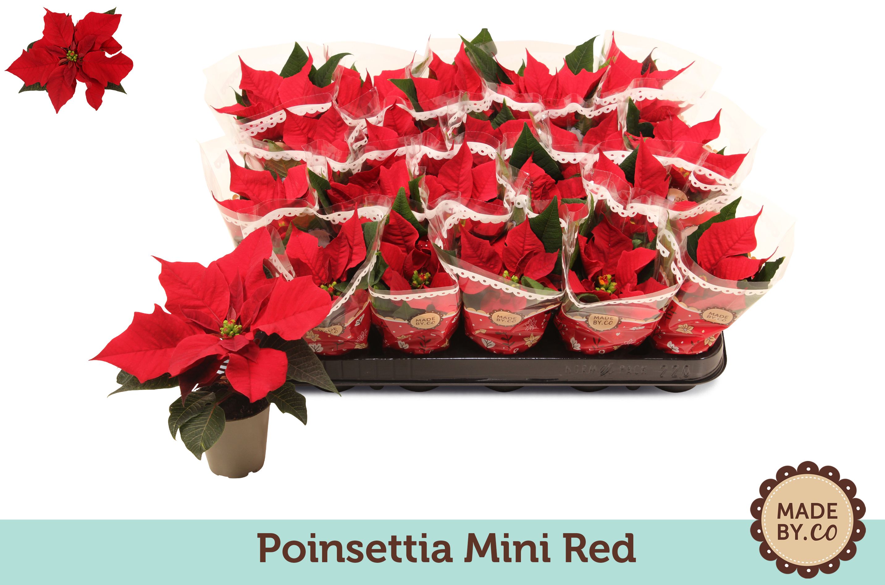Euph. Poinsettia Mini Red in Sleeve, D 6 cm Euph. Poinsettia Mini Red in Sleeve, D 6 cm