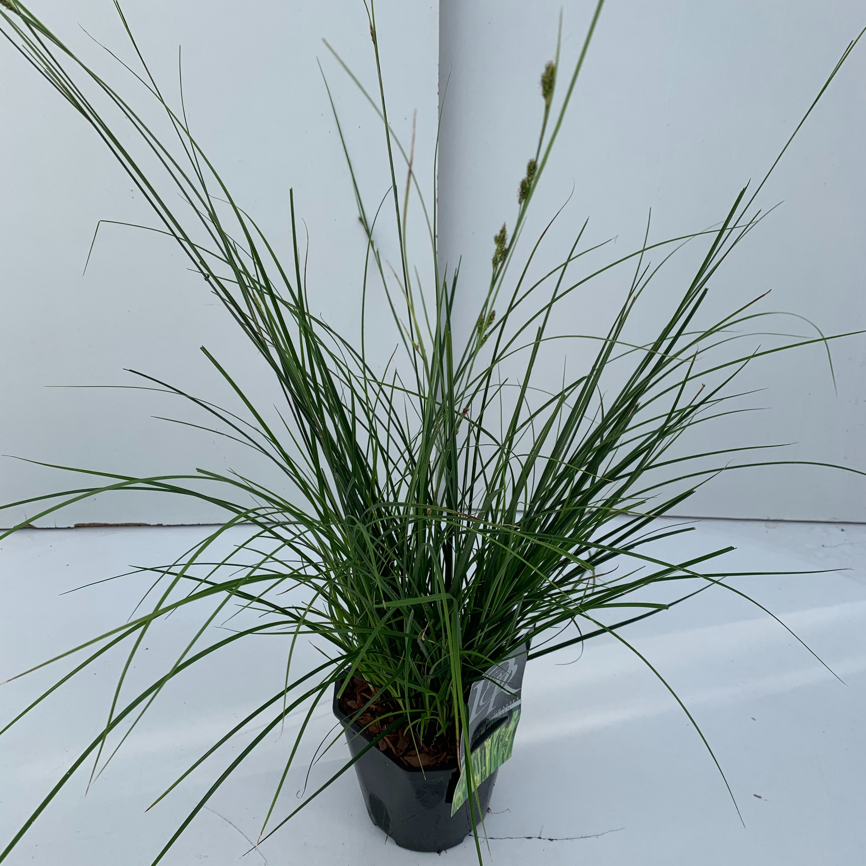 Carex 'Magic Green', D 17