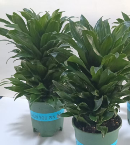 Драцена 0.5-галлон пот 'Сан Год' 14 40