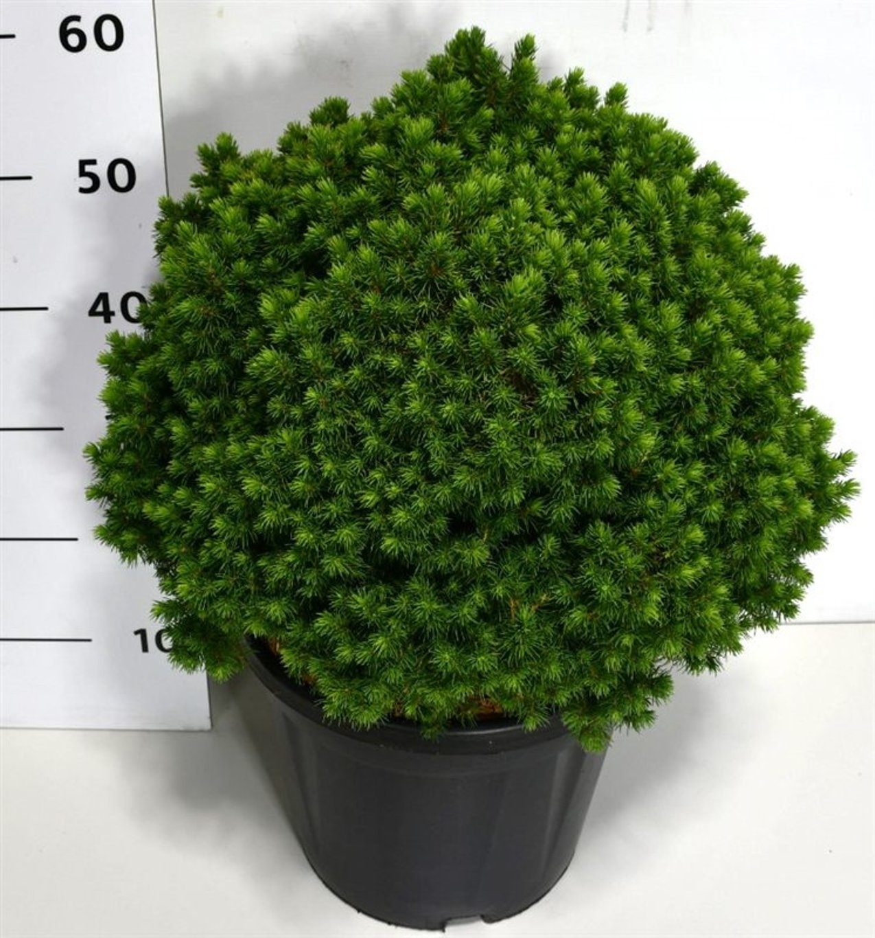 Picea gl. 'Alberta Globe', D 32