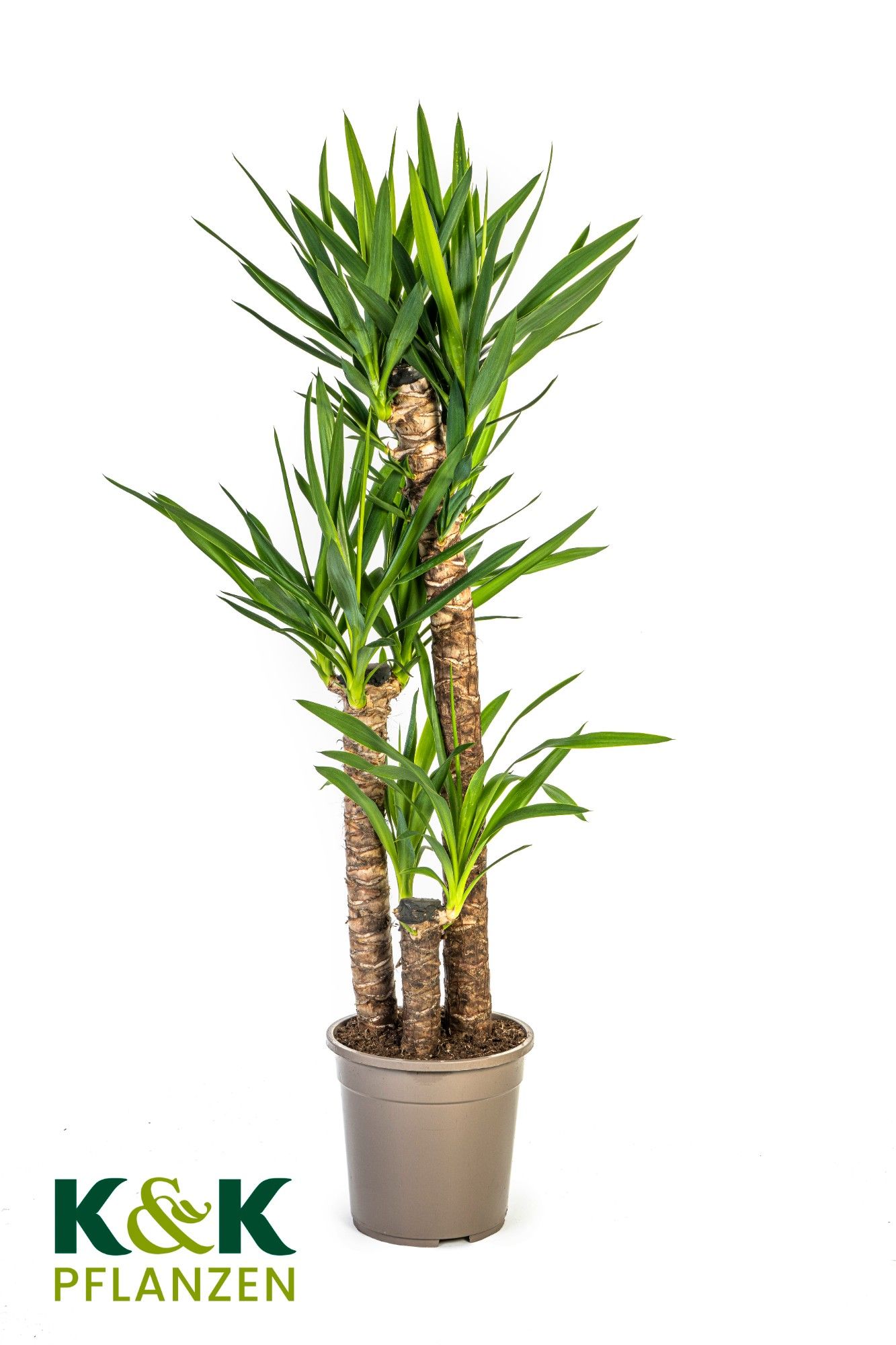 Yucca elephantipes T24, D 24