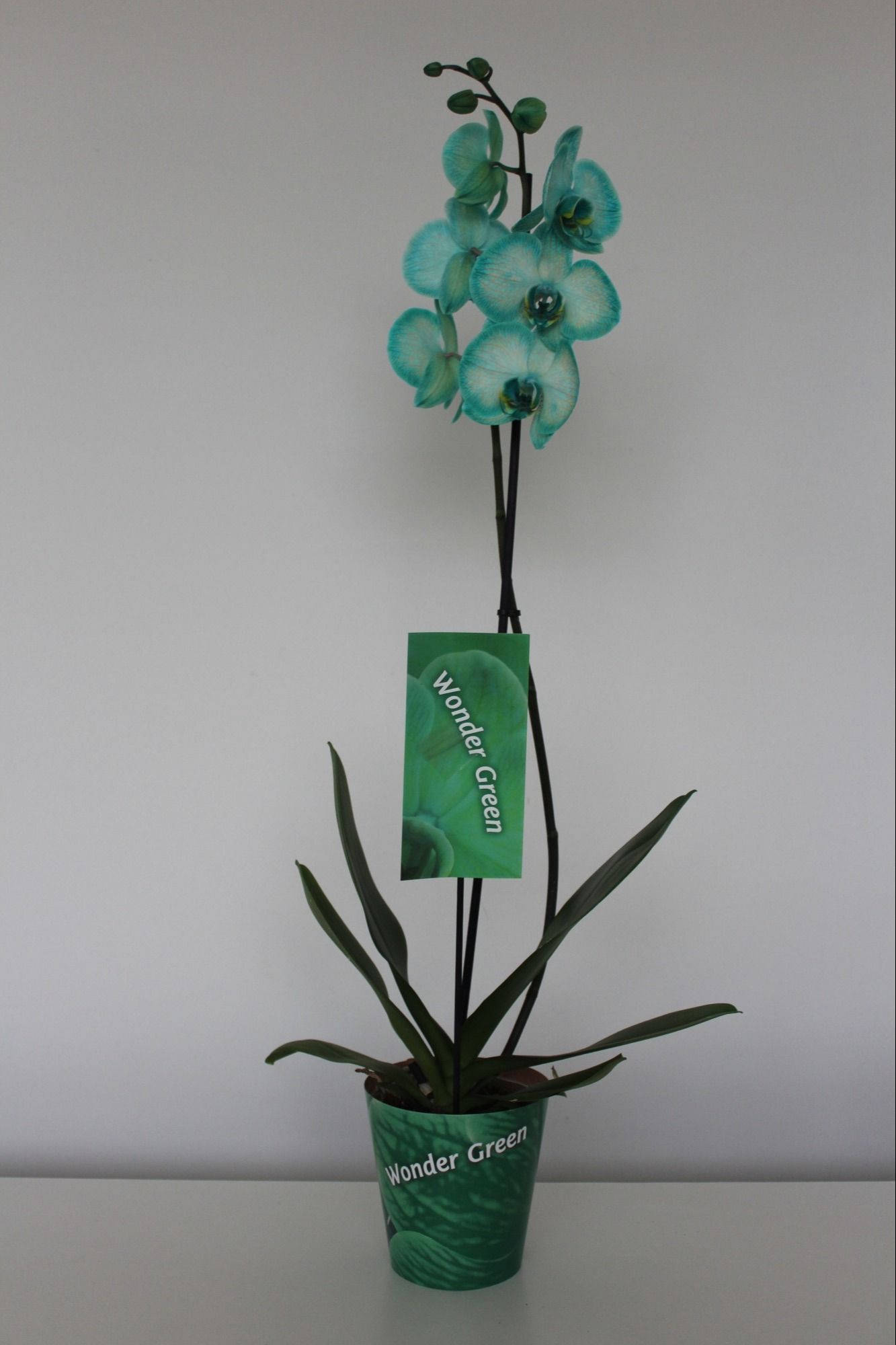 Wonder Green 1 tak, D 12